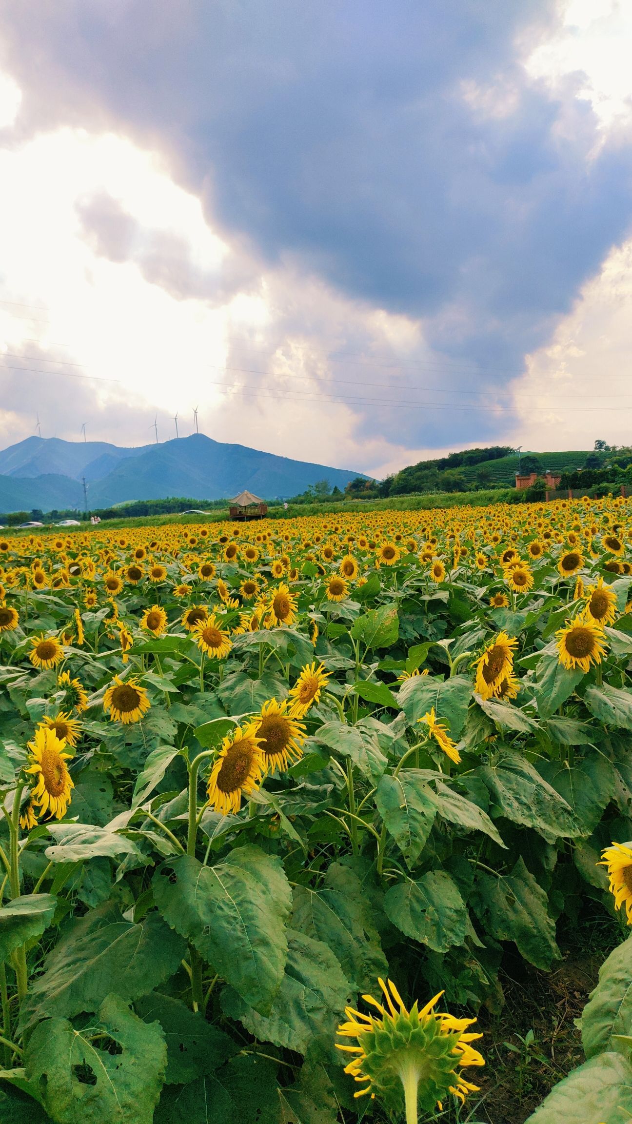 尚书休闲文化村旅行图片 2