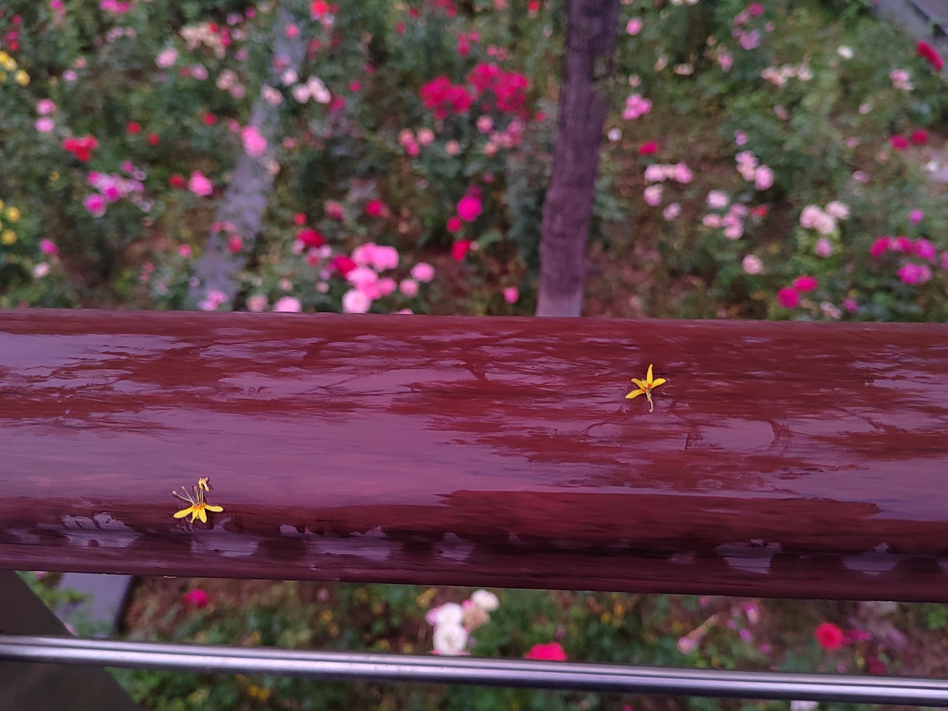 摄乐公园旅行图片 3