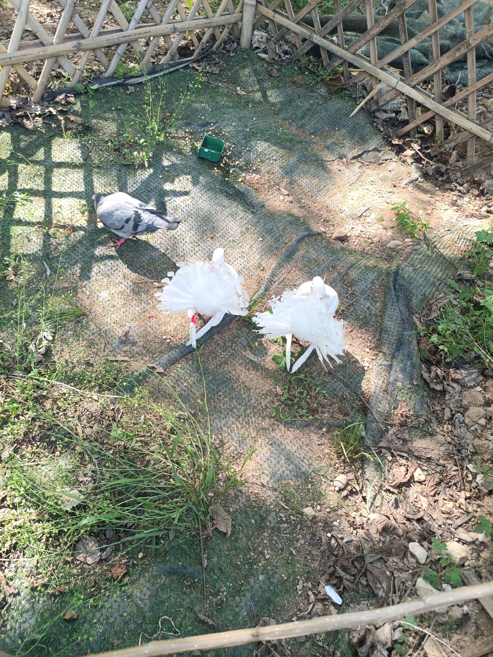 上林舍生态旅游度假区(暂停开放)旅行图片 3
