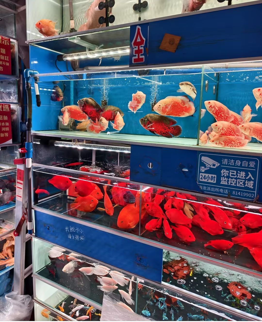 广州花地湾水族批发市场