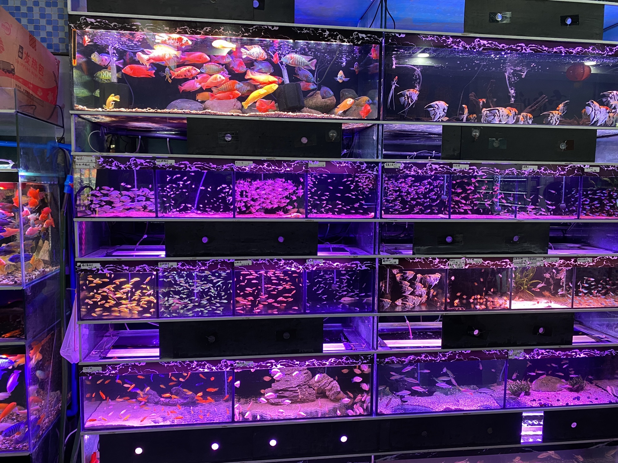 广州花地湾水族批发市场
