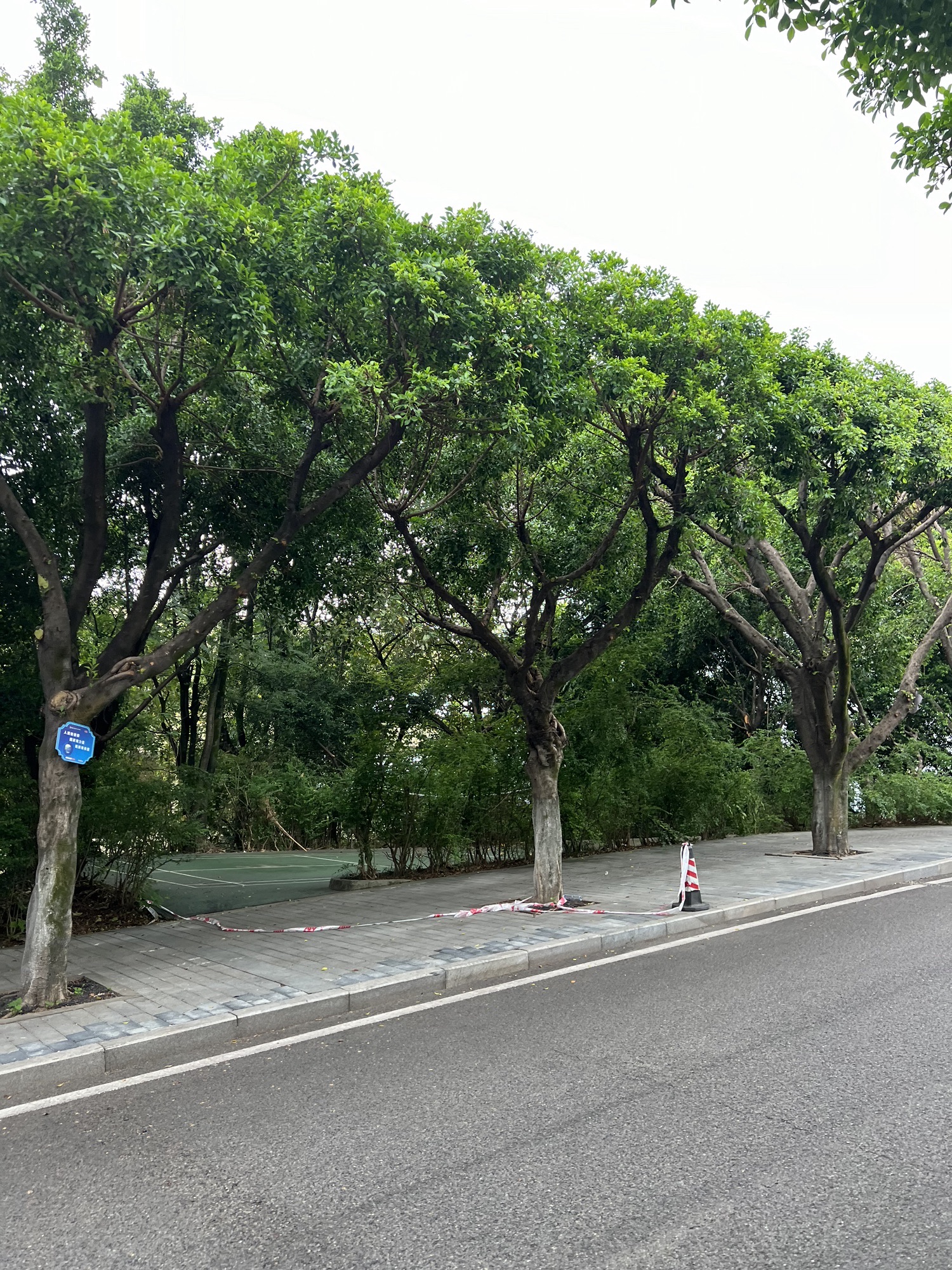 联芳新公园旅行图片 3