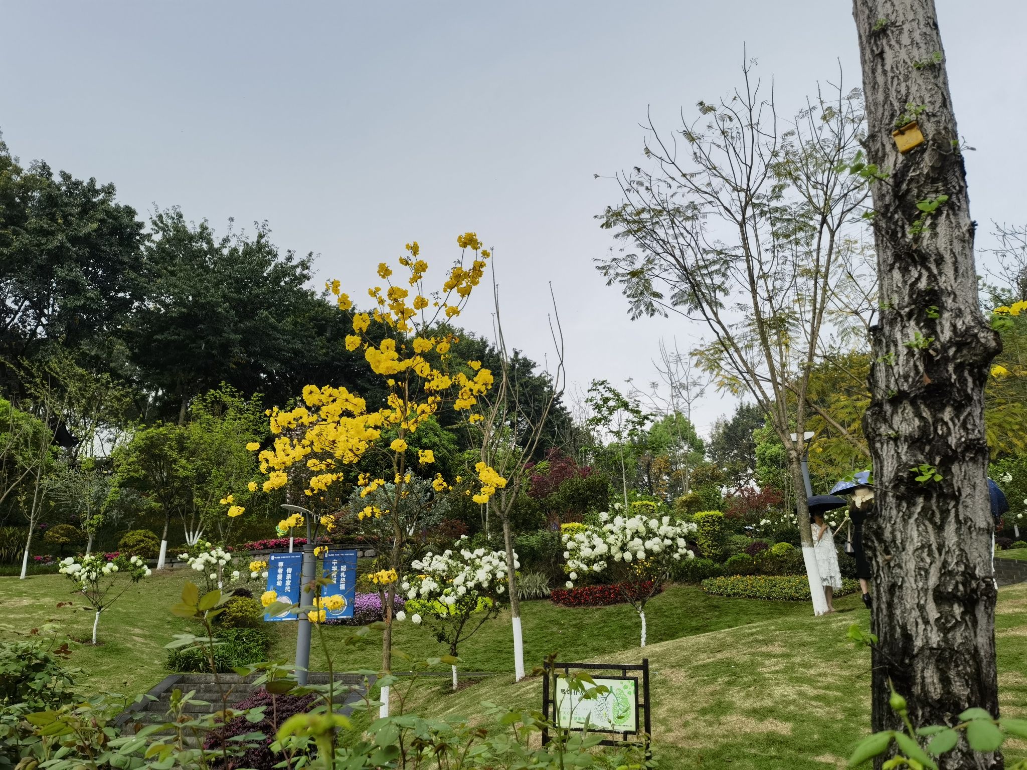 联芳新公园旅行图片 1