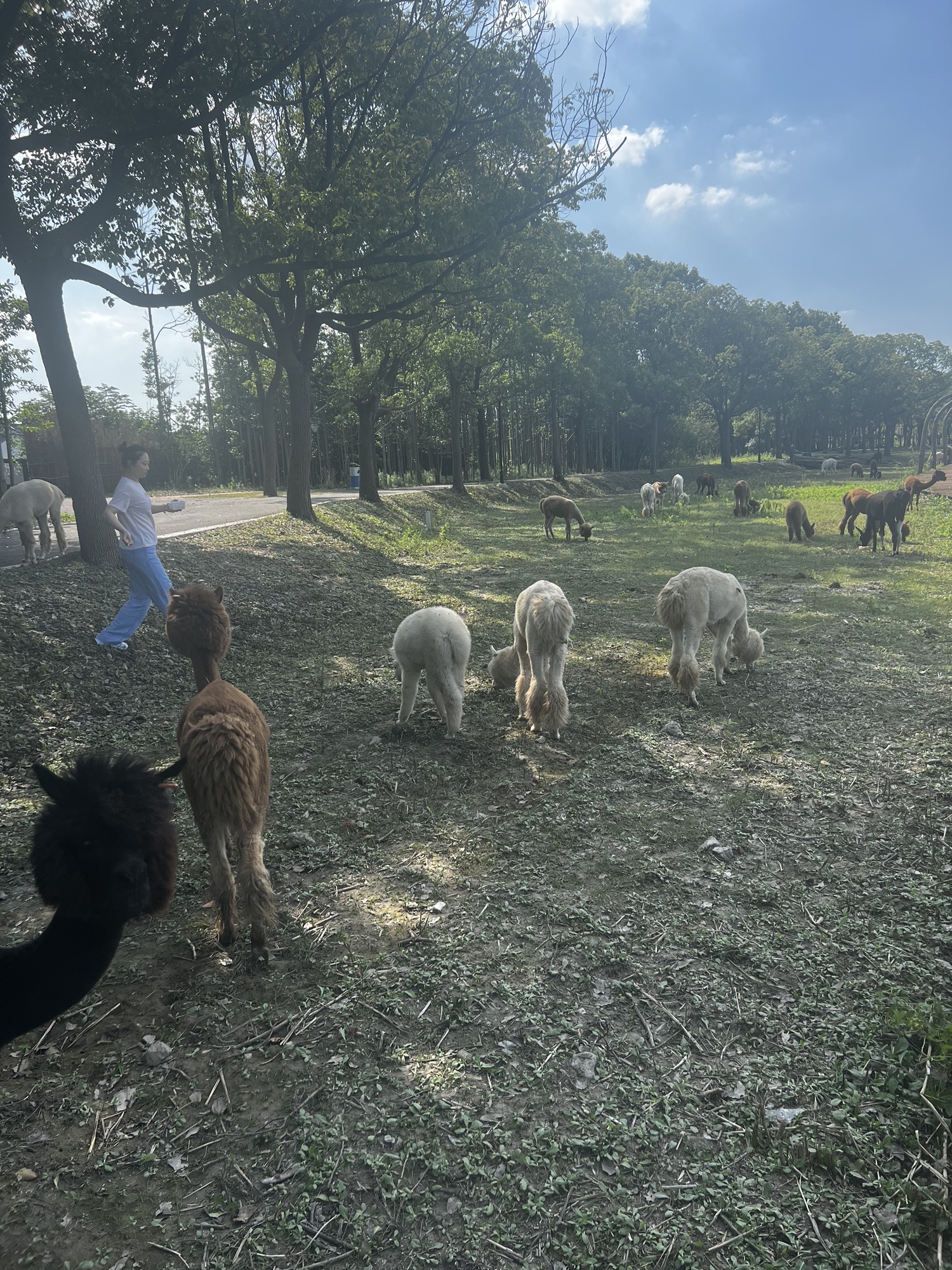 自然卷卷牧野旅行图片 2