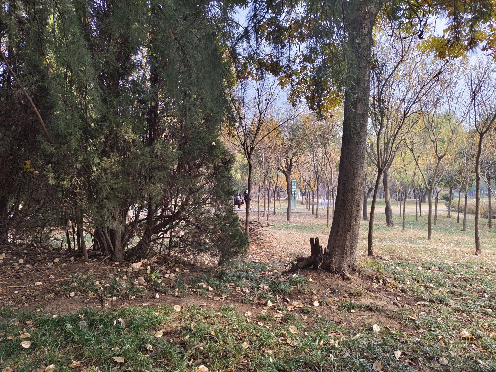 护台公园旅行图片 1