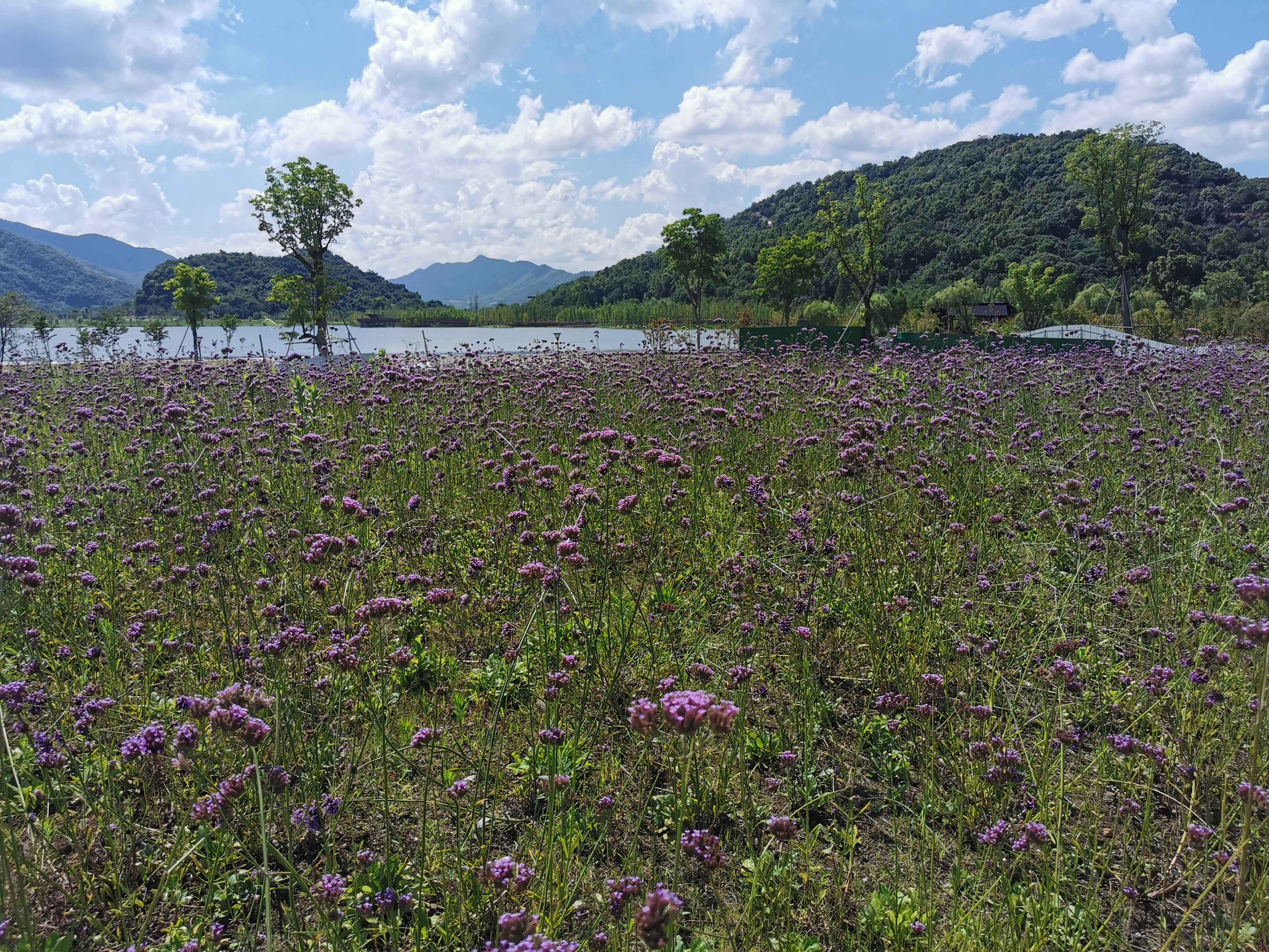 铜鉴湖花海