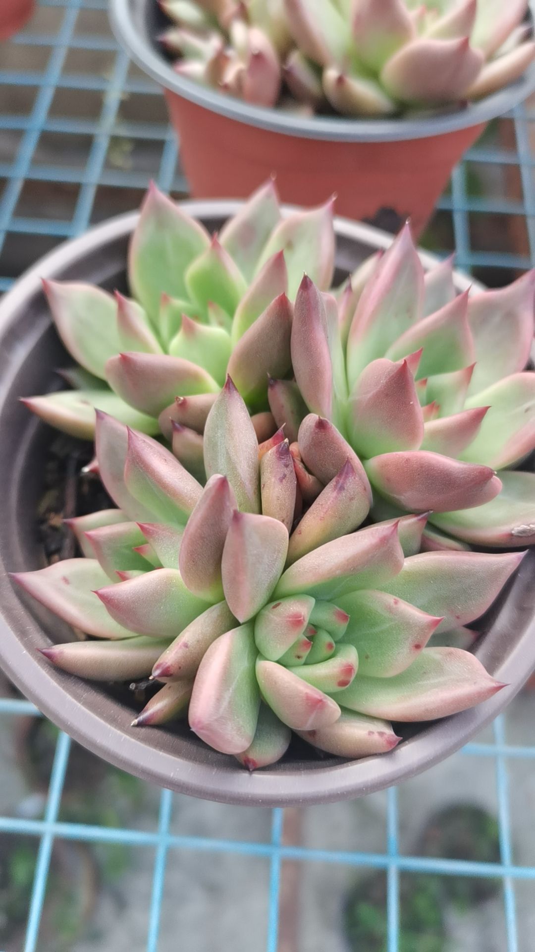 阿飞多肉植物园旅行图片 3