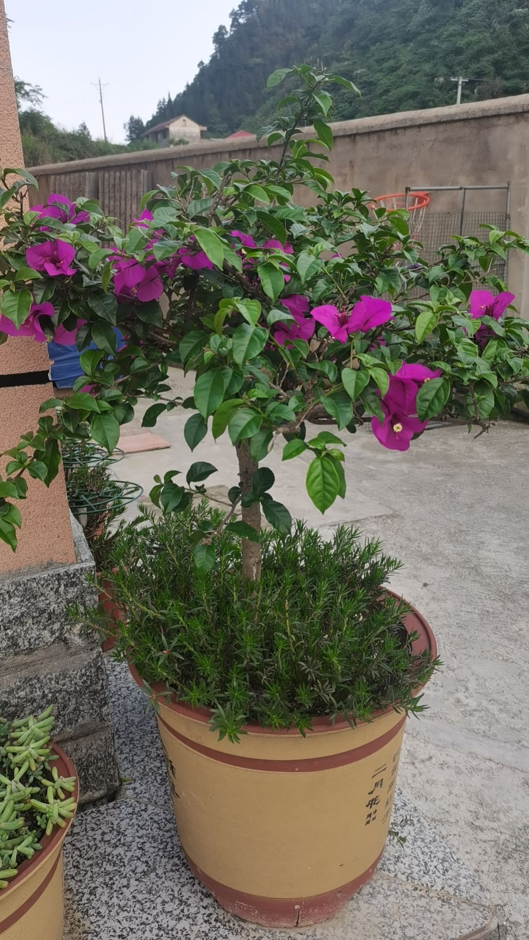 阿飞多肉植物园旅行图片 2