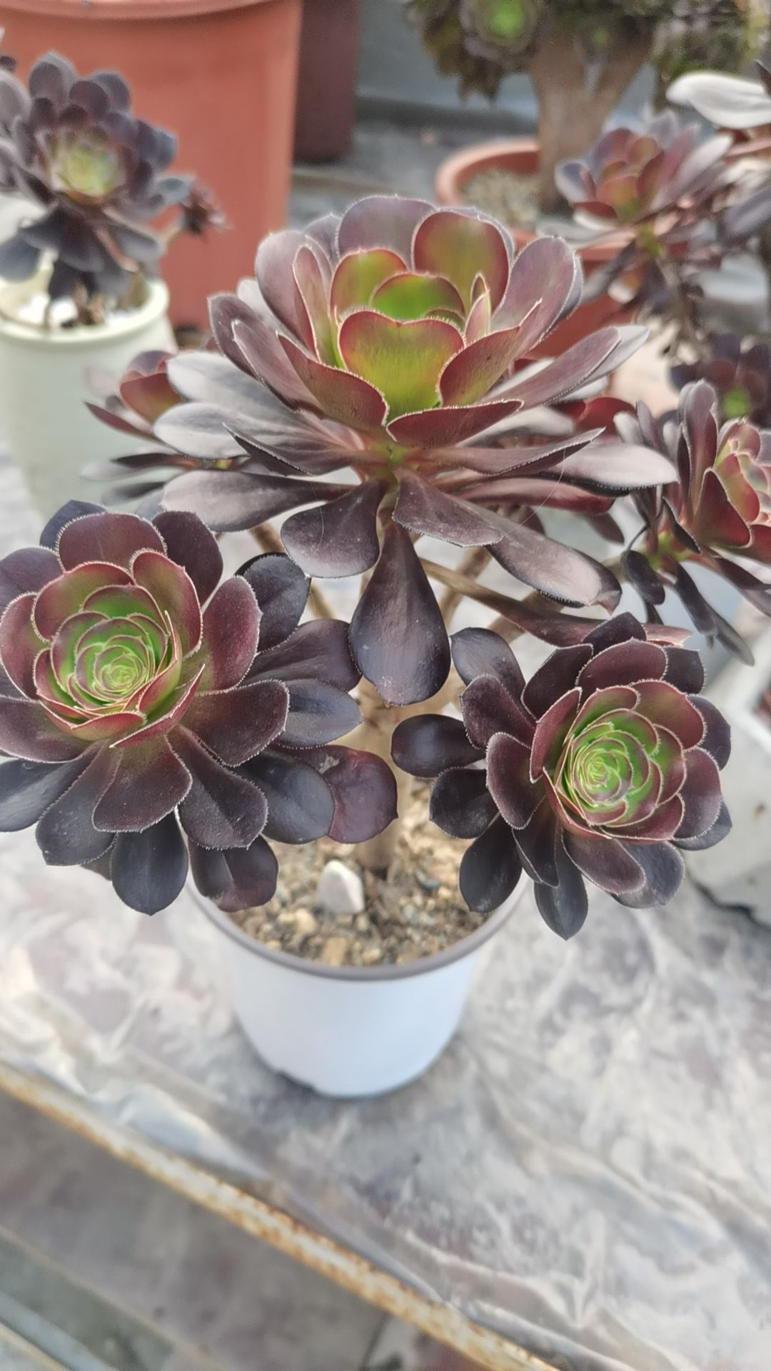 阿飞多肉植物园旅行图片 1
