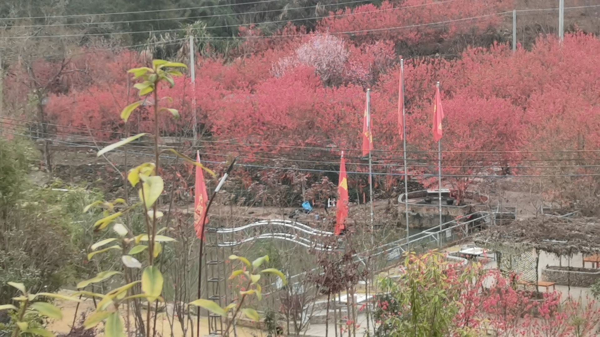 高桥生态园旅行图片 2