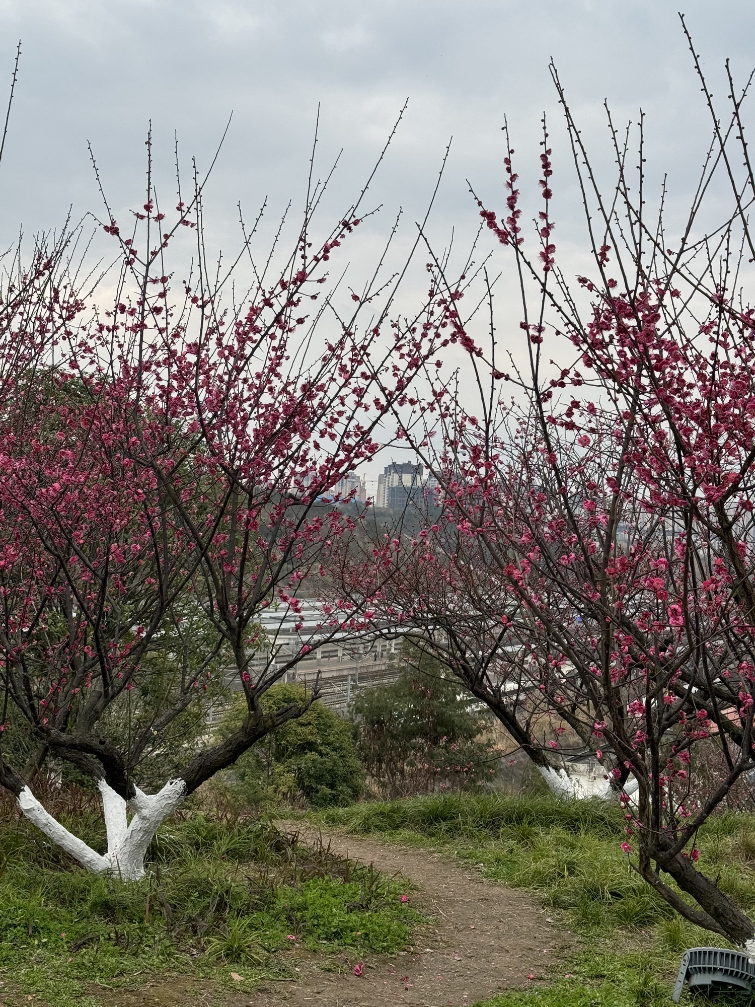 梅岭公园旅行图片 3