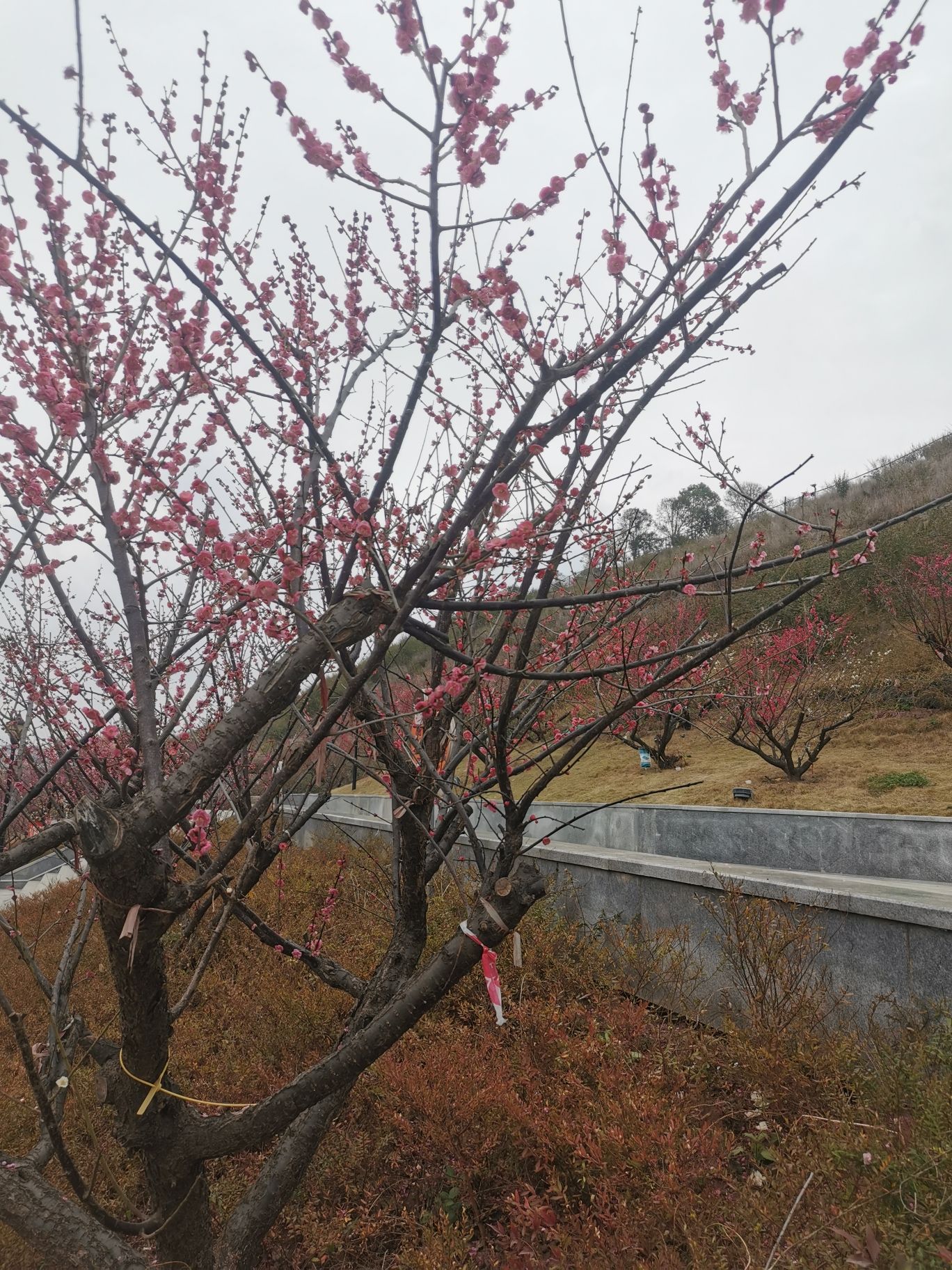 梅岭公园旅行图片 2