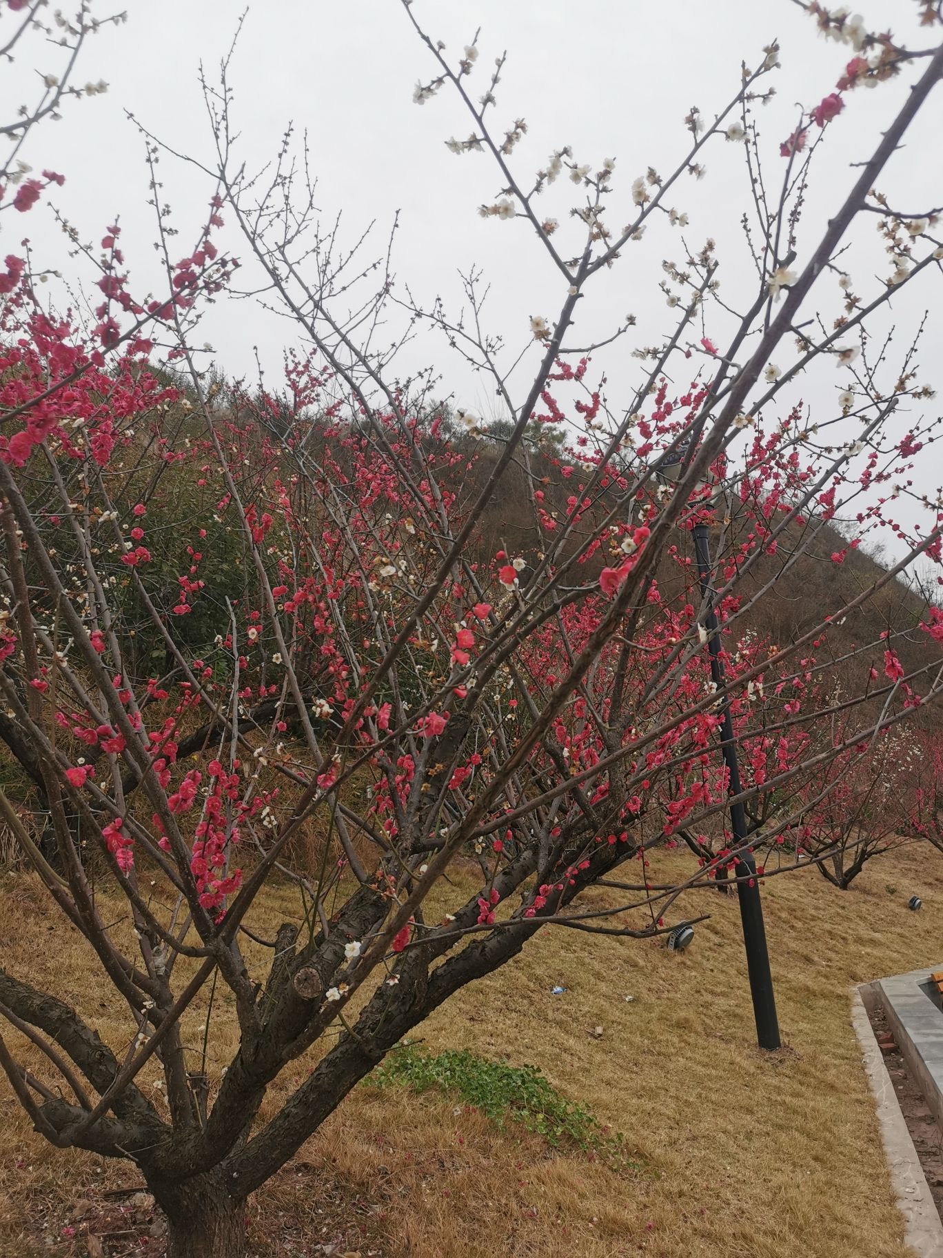 梅岭公园旅行图片 1