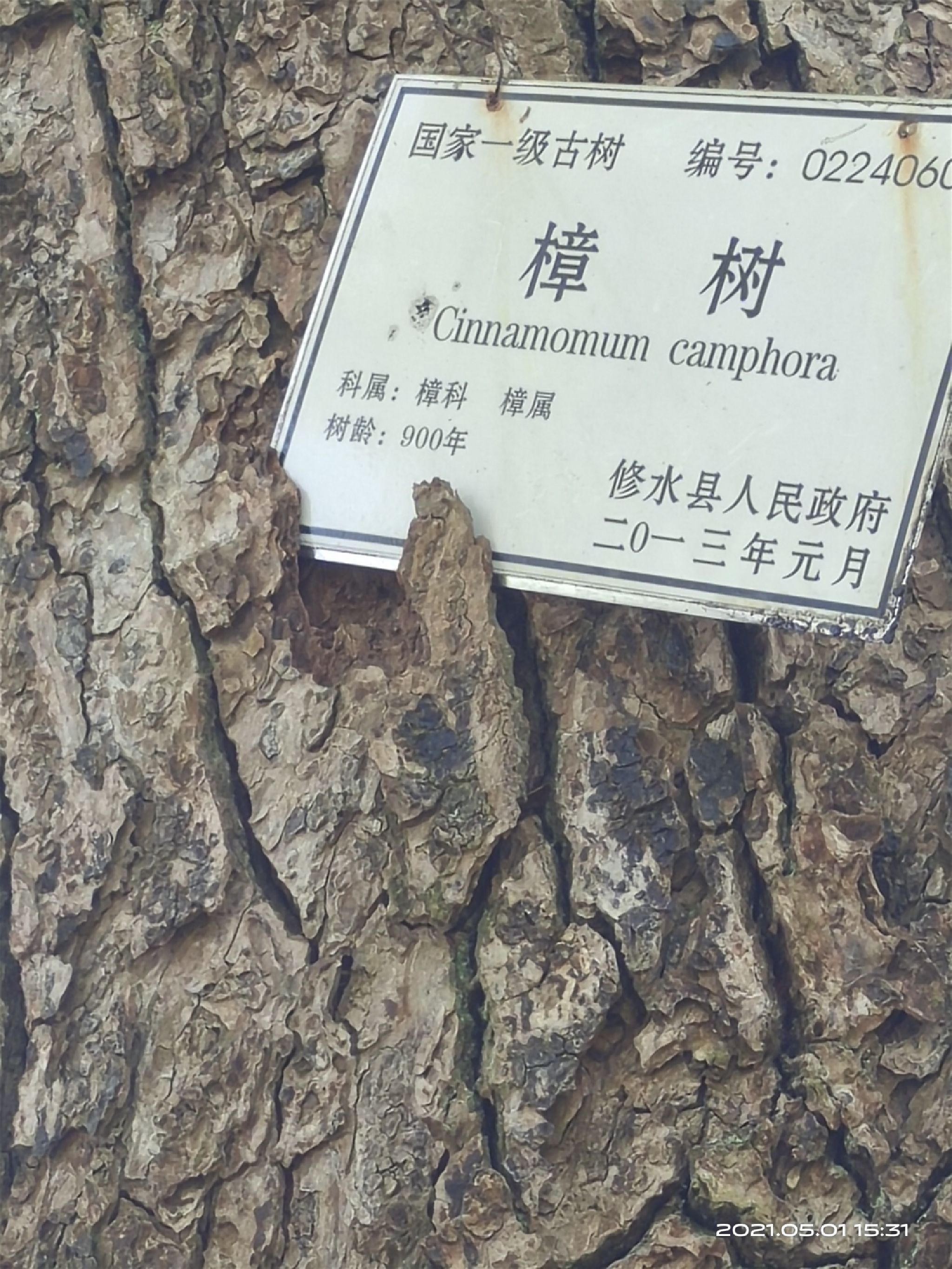 千年古樟群旅行图片 3
