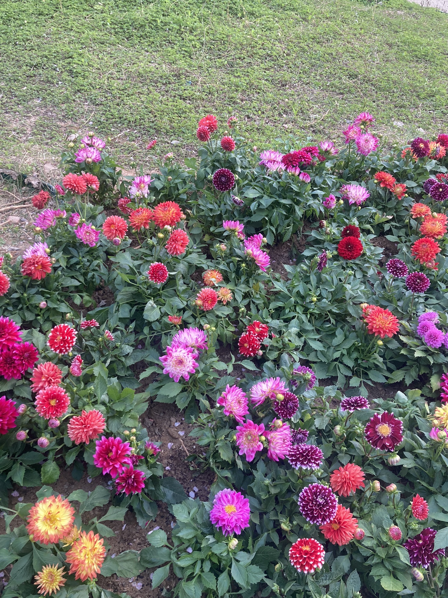 CBD森林公园旅行图片 1