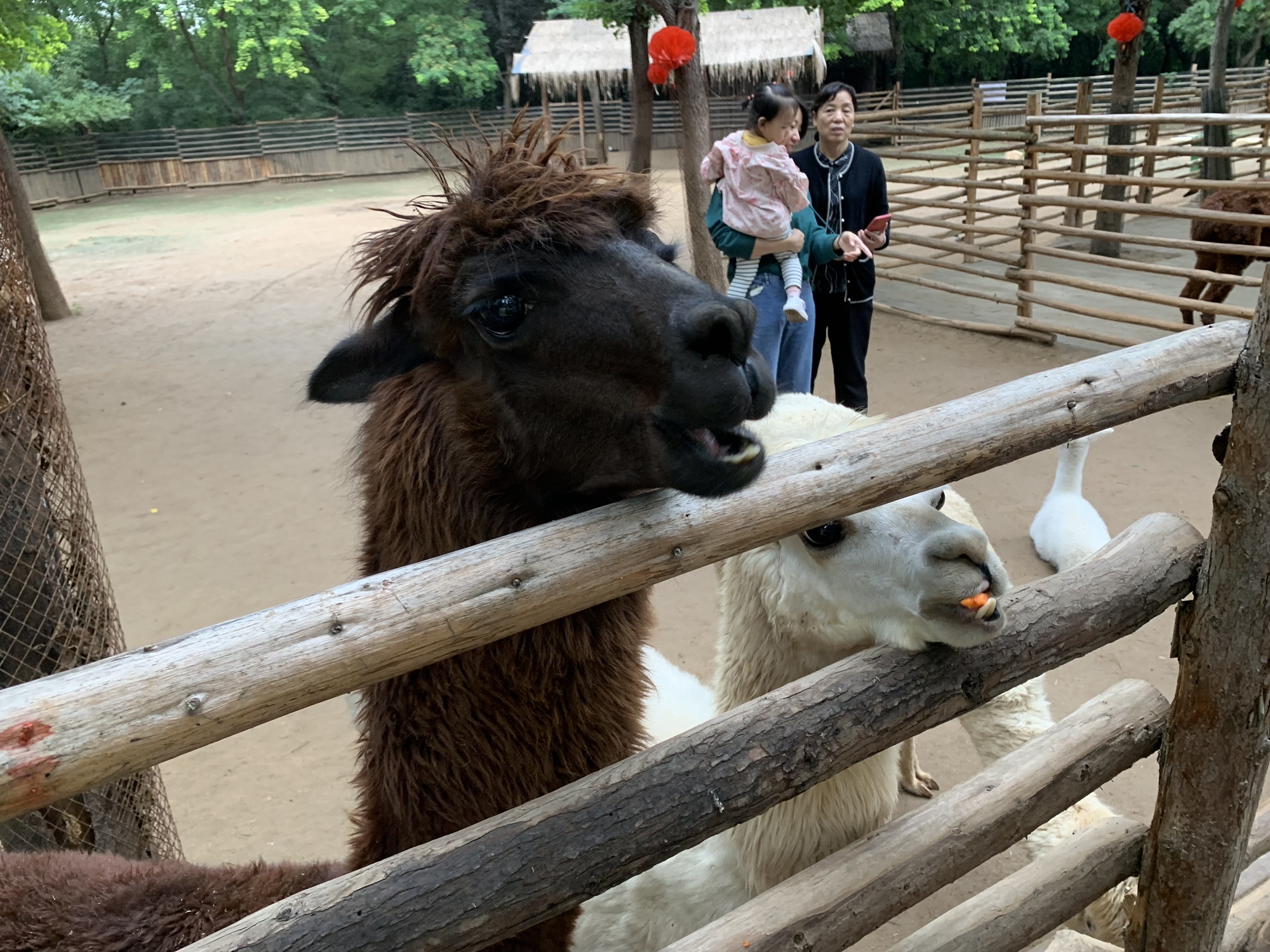 从政坊游园旅行图片 3