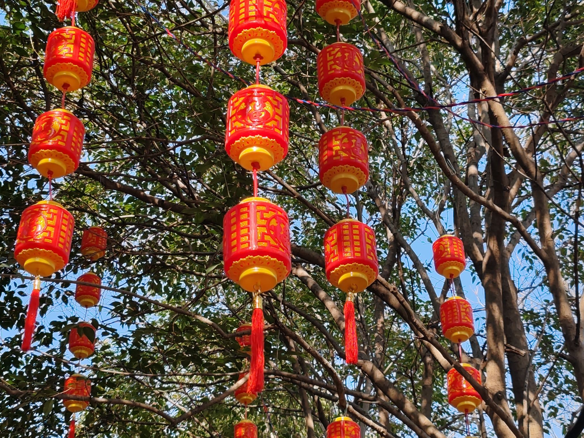 从政坊游园旅行图片 2