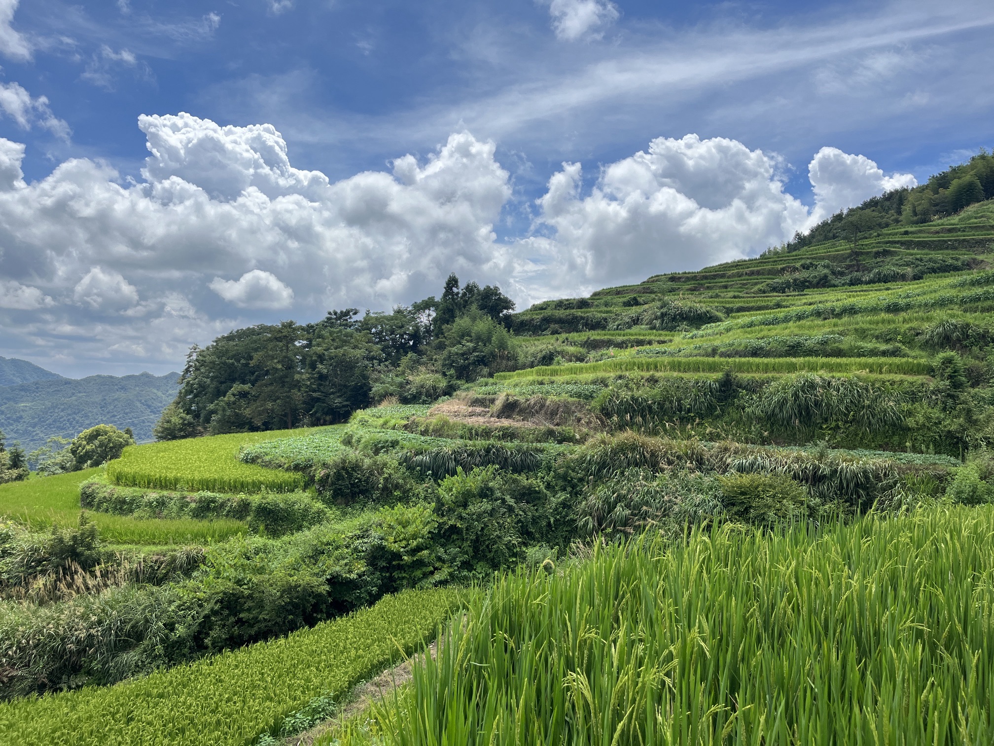 鎏金梯田旅行图片 1