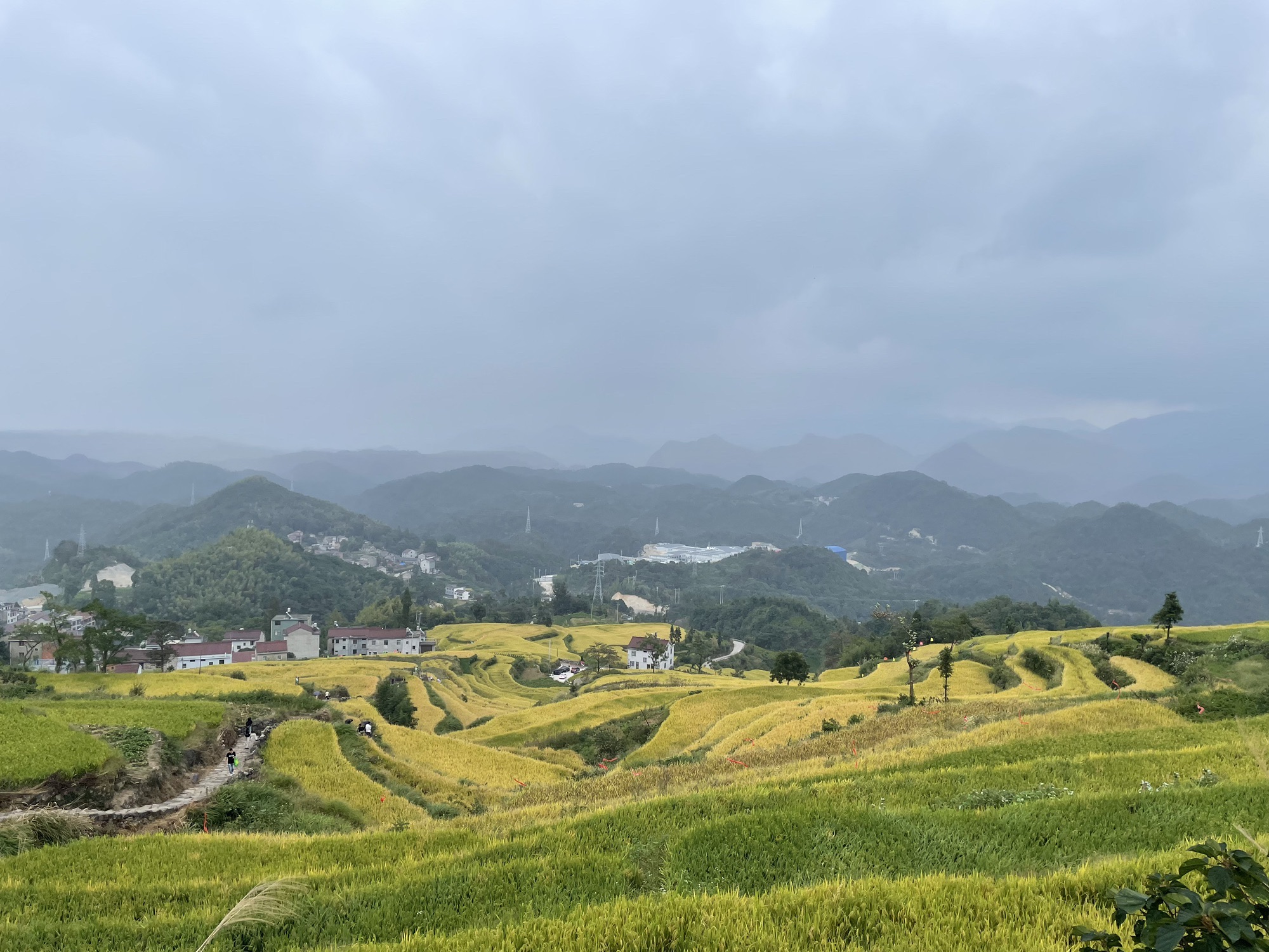 鎏金梯田旅行图片 3