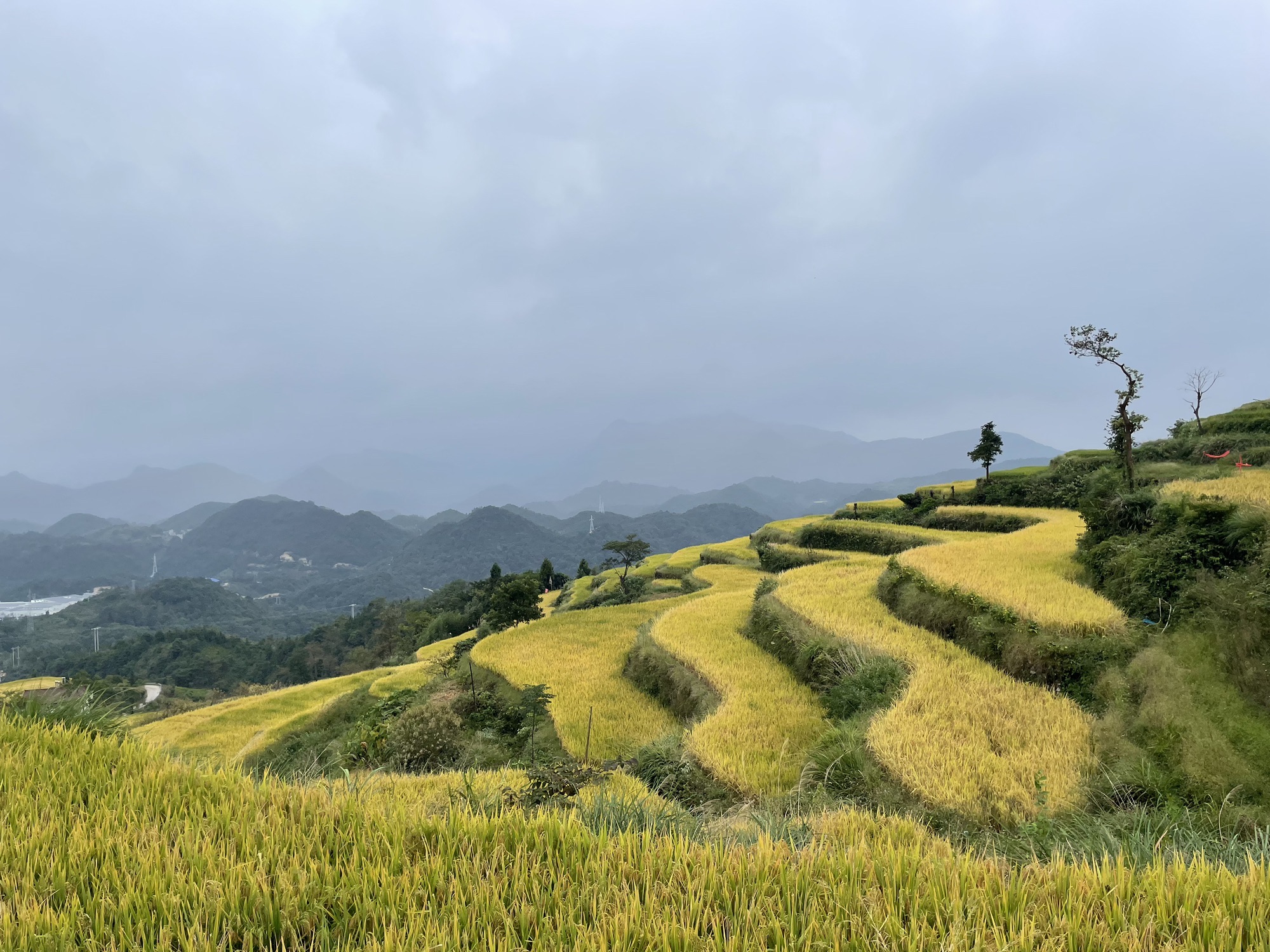 鎏金梯田旅行图片 1