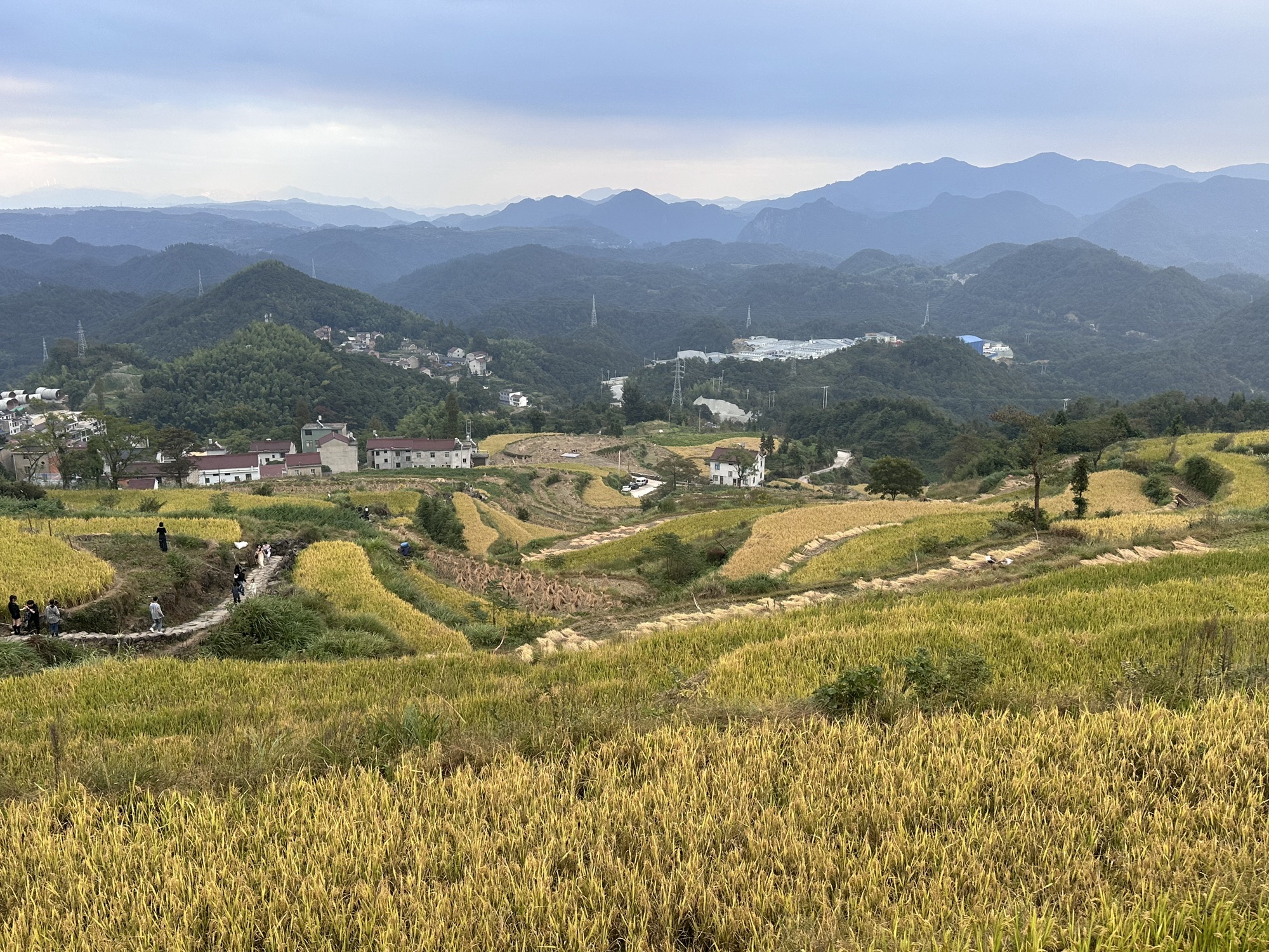 鎏金梯田旅行图片 3