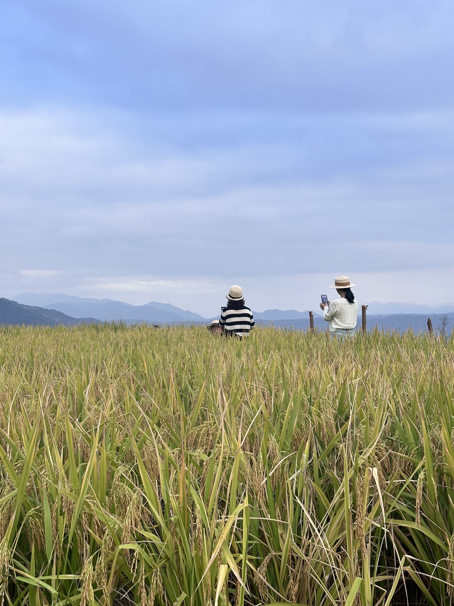鎏金梯田旅行图片 2