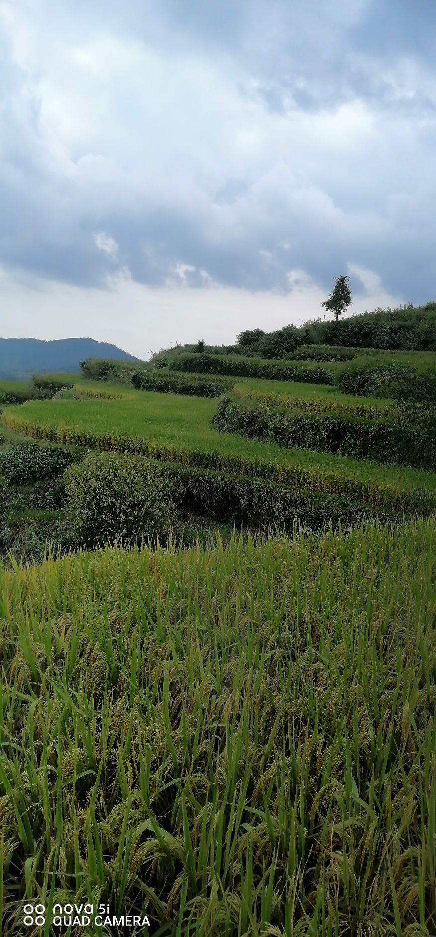 鎏金梯田旅行图片 2
