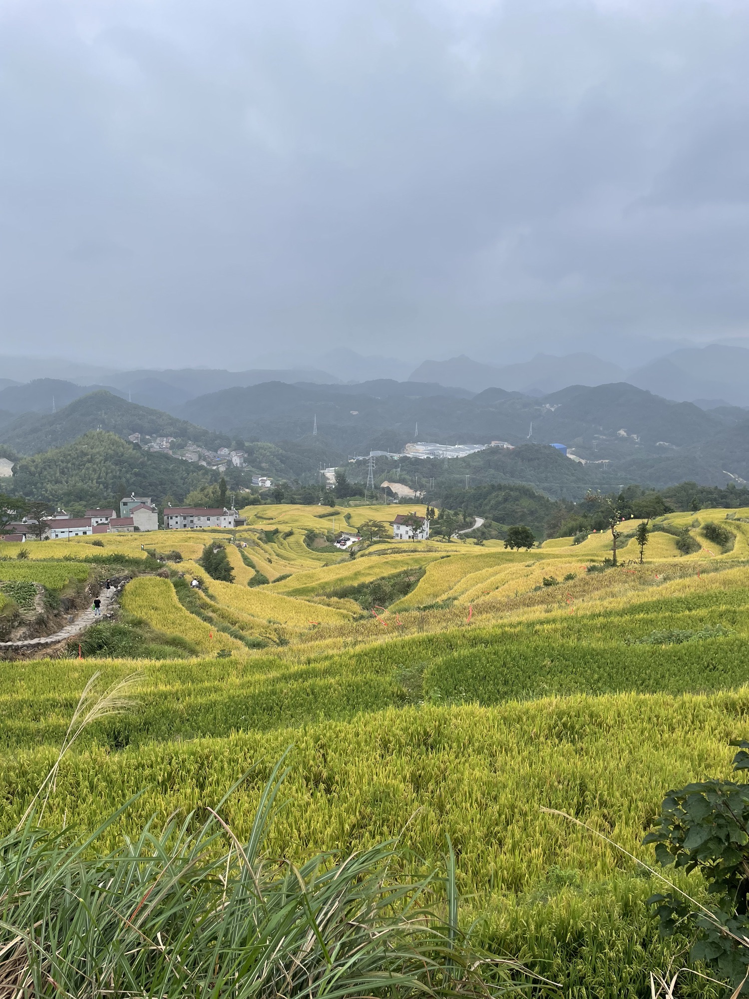 鎏金梯田旅行图片 2