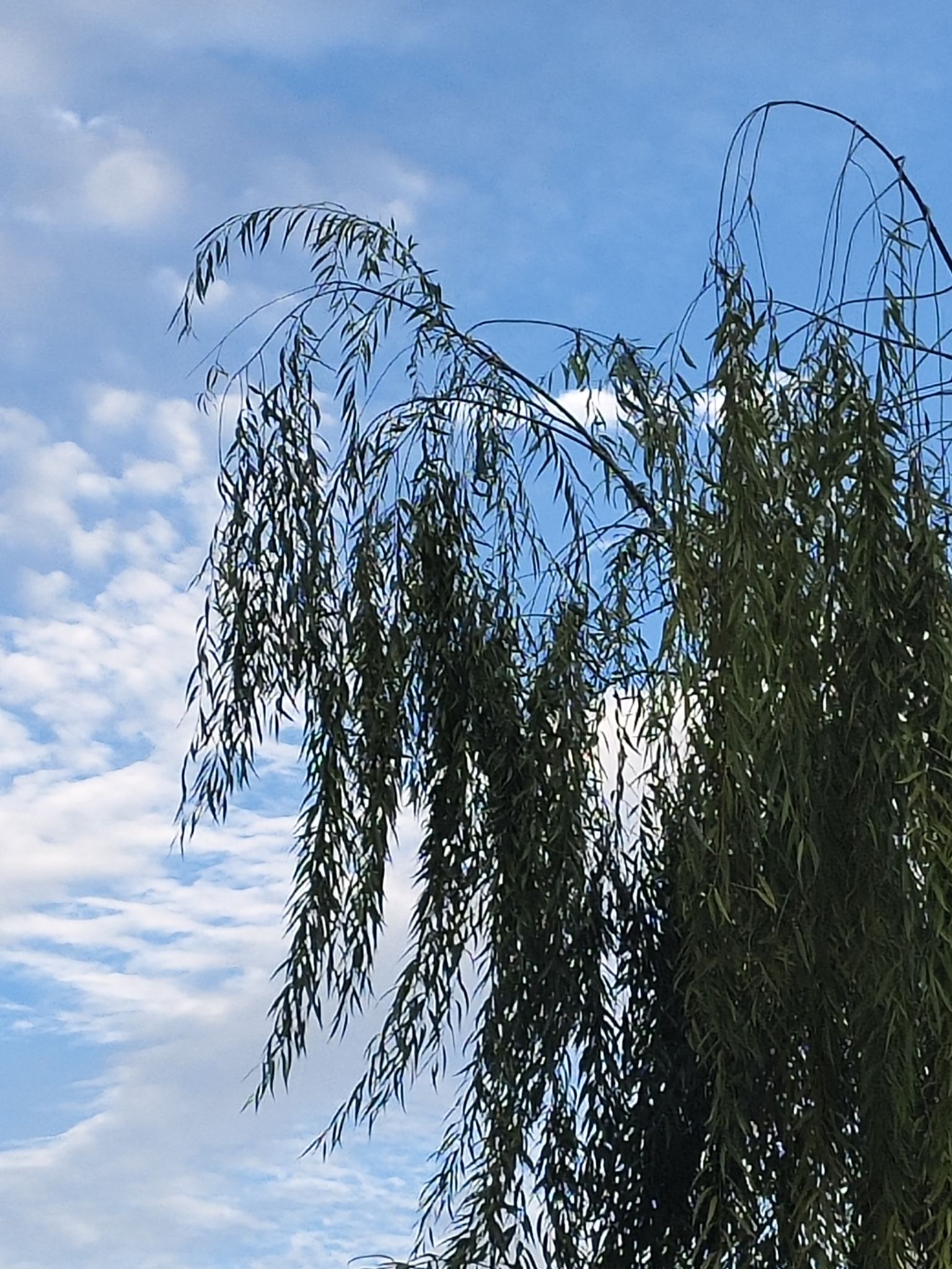 恒安公园旅行图片 1