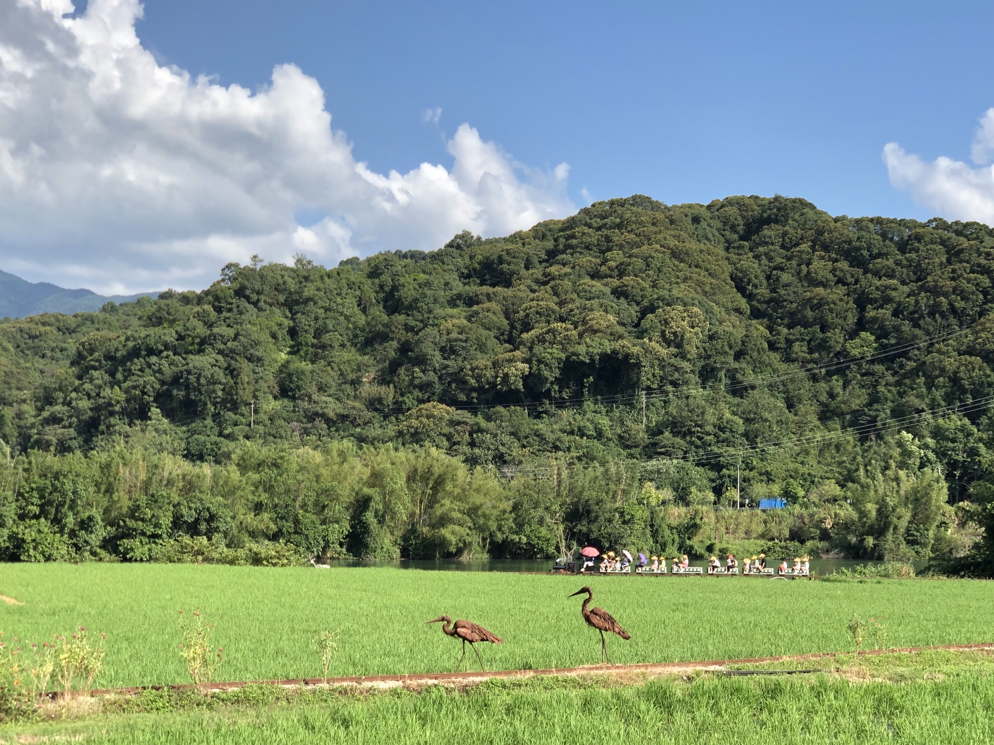 场地封面-米埗村稻田小火车