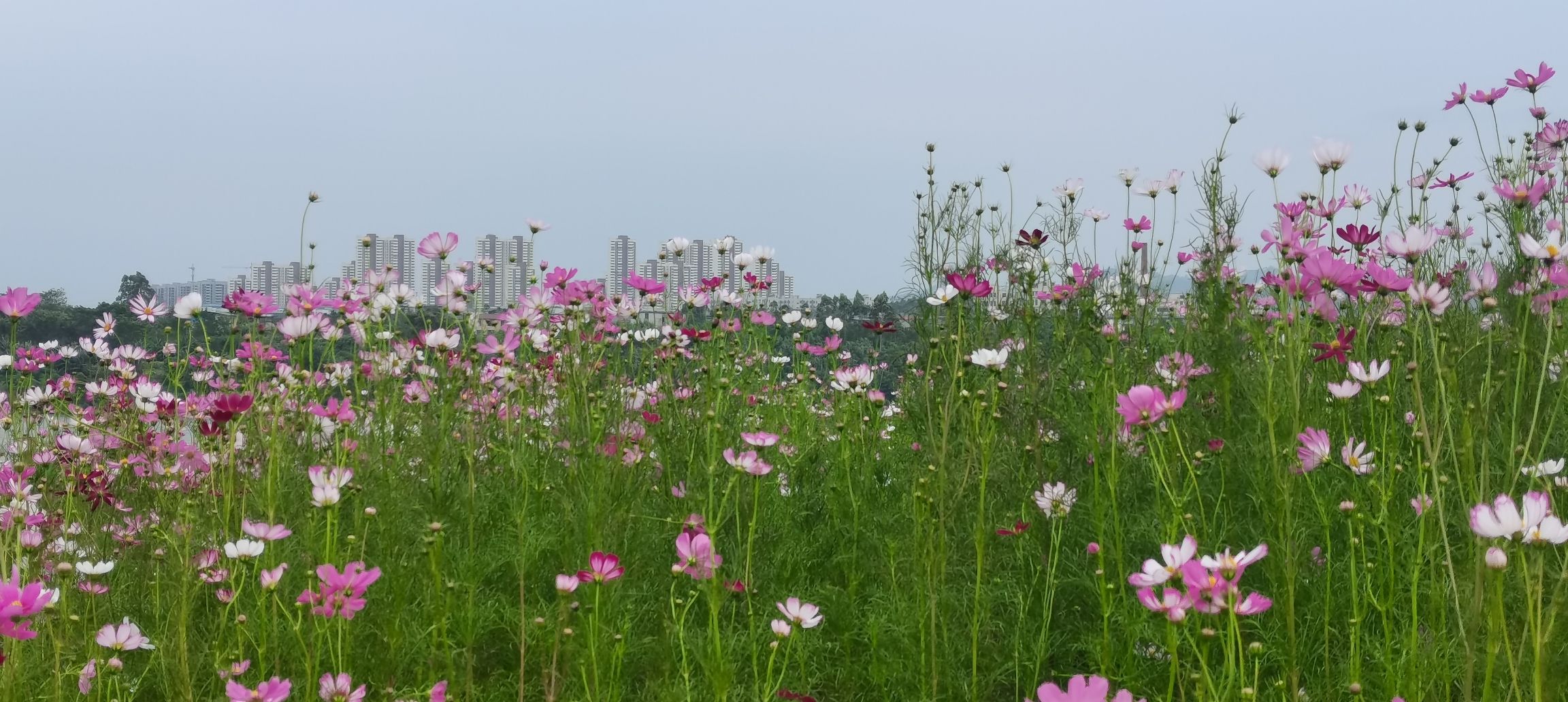 滨江西中央公园旅行图片 2