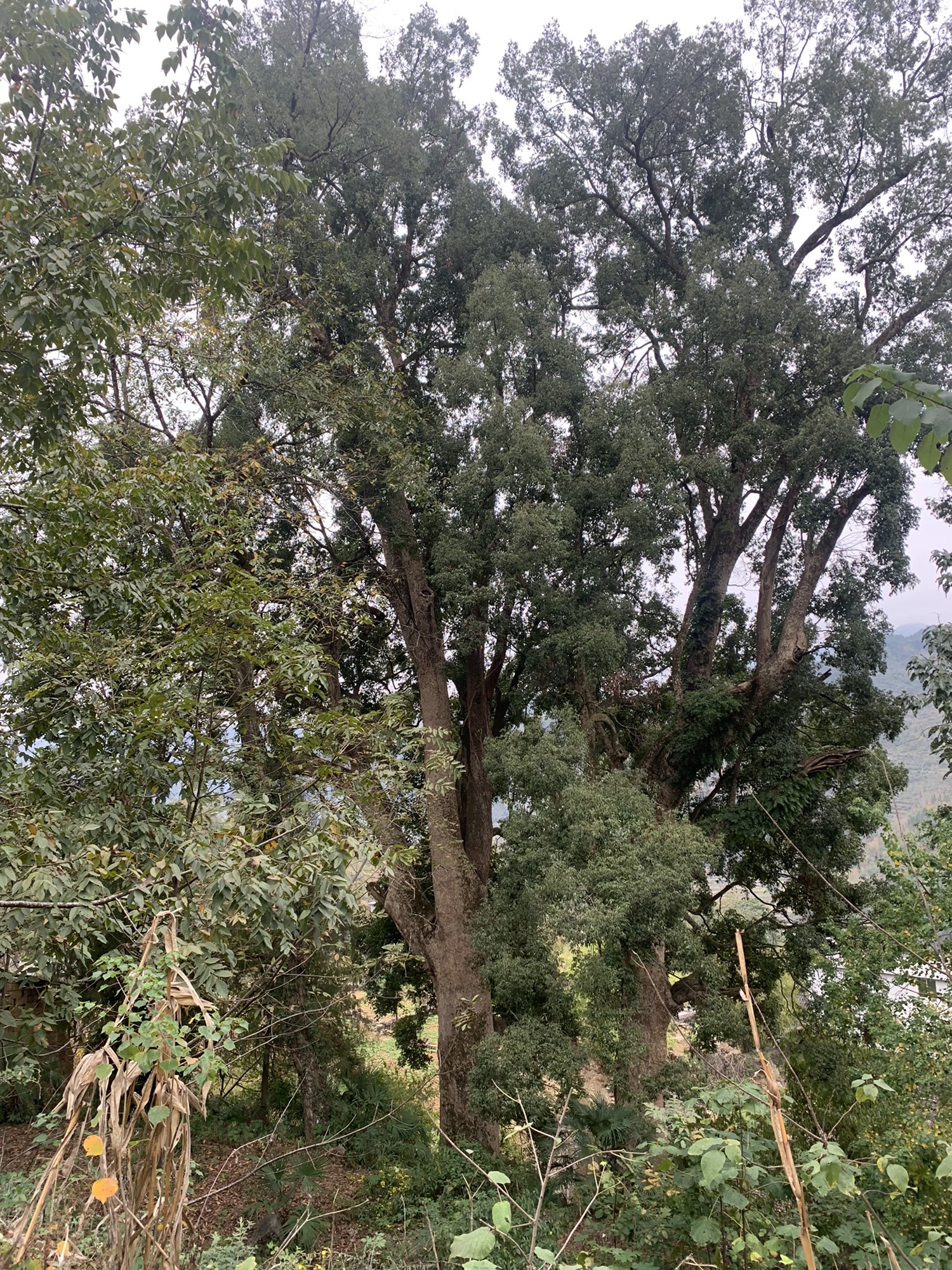 金丝楠木苗寨景区旅行图片 1
