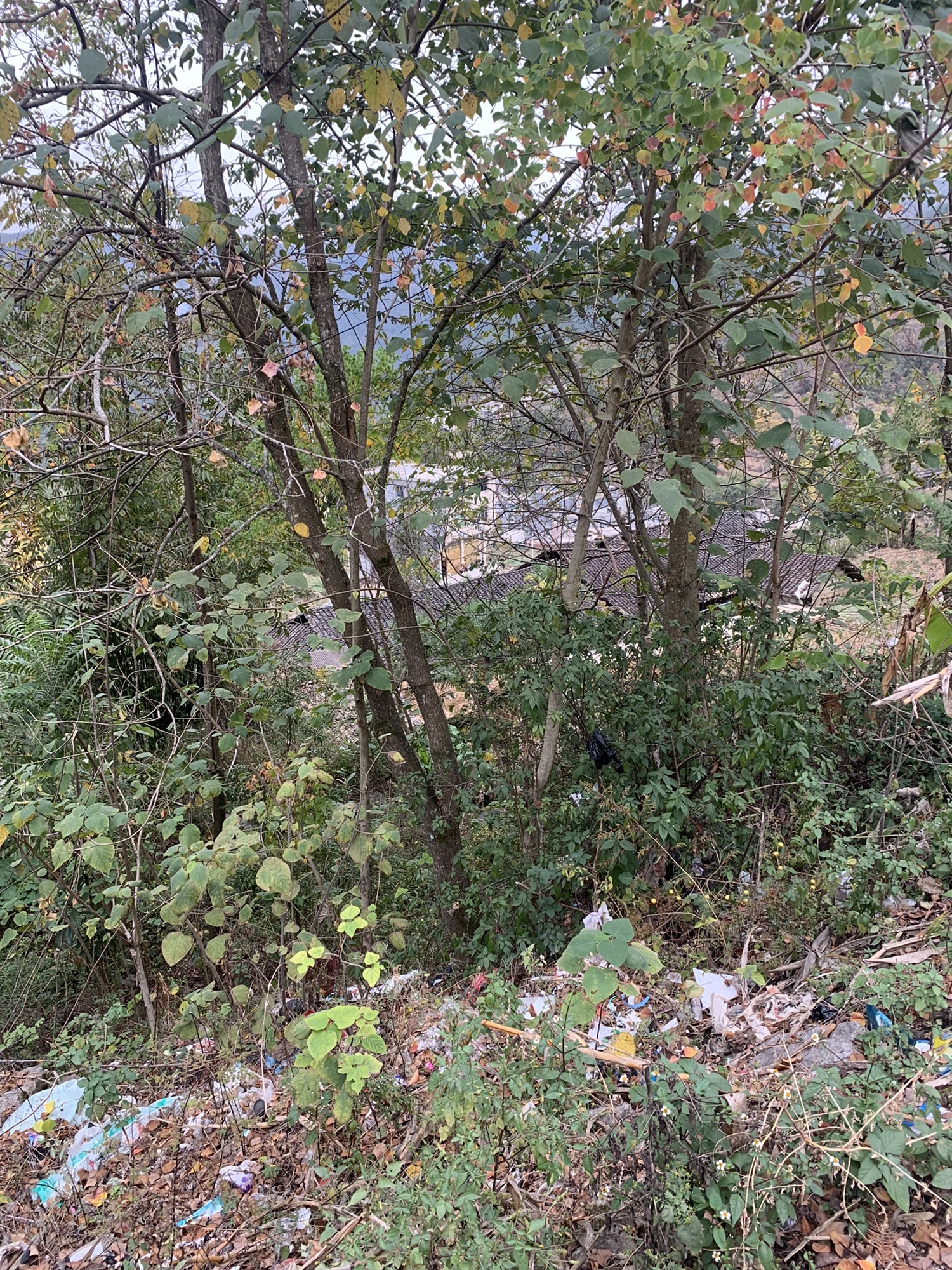 金丝楠木苗寨景区旅行图片 2