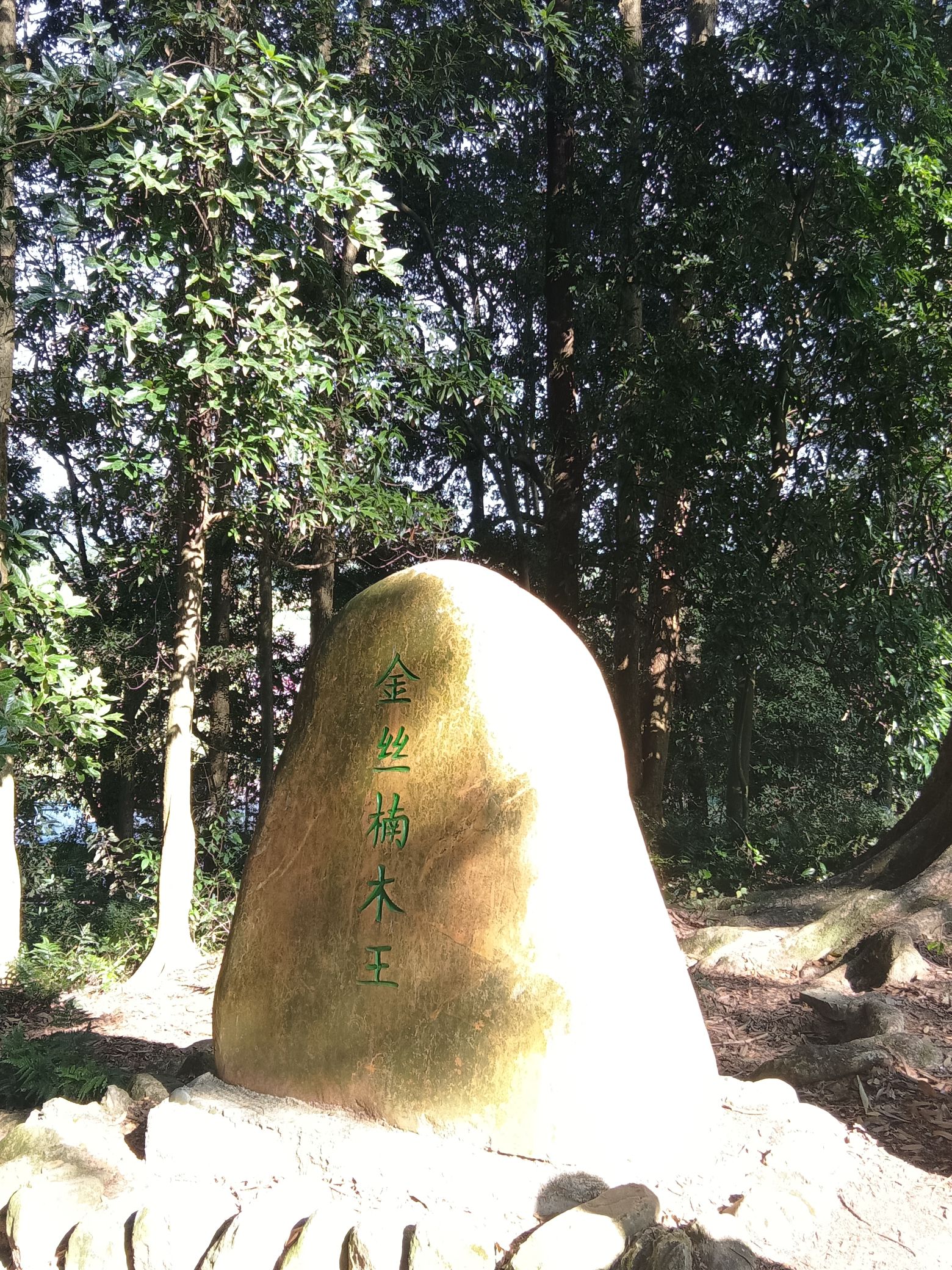 富川白面寨金丝楠木林旅行图片 1