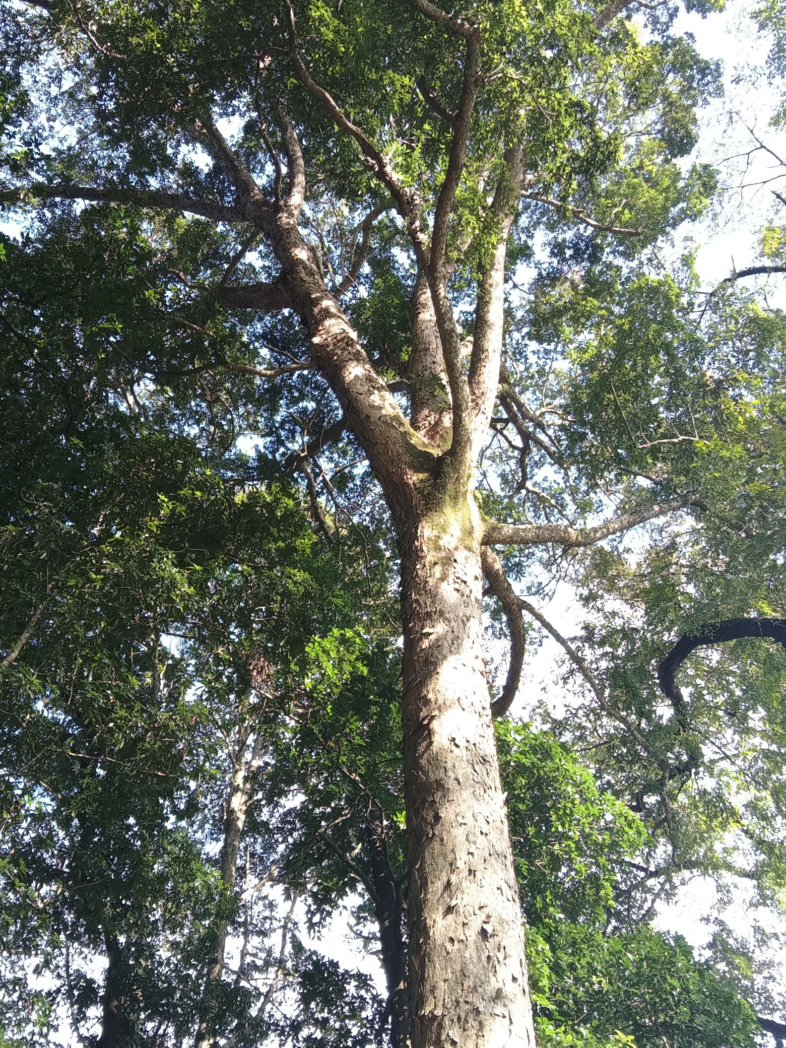 富川白面寨金丝楠木林旅行图片 2