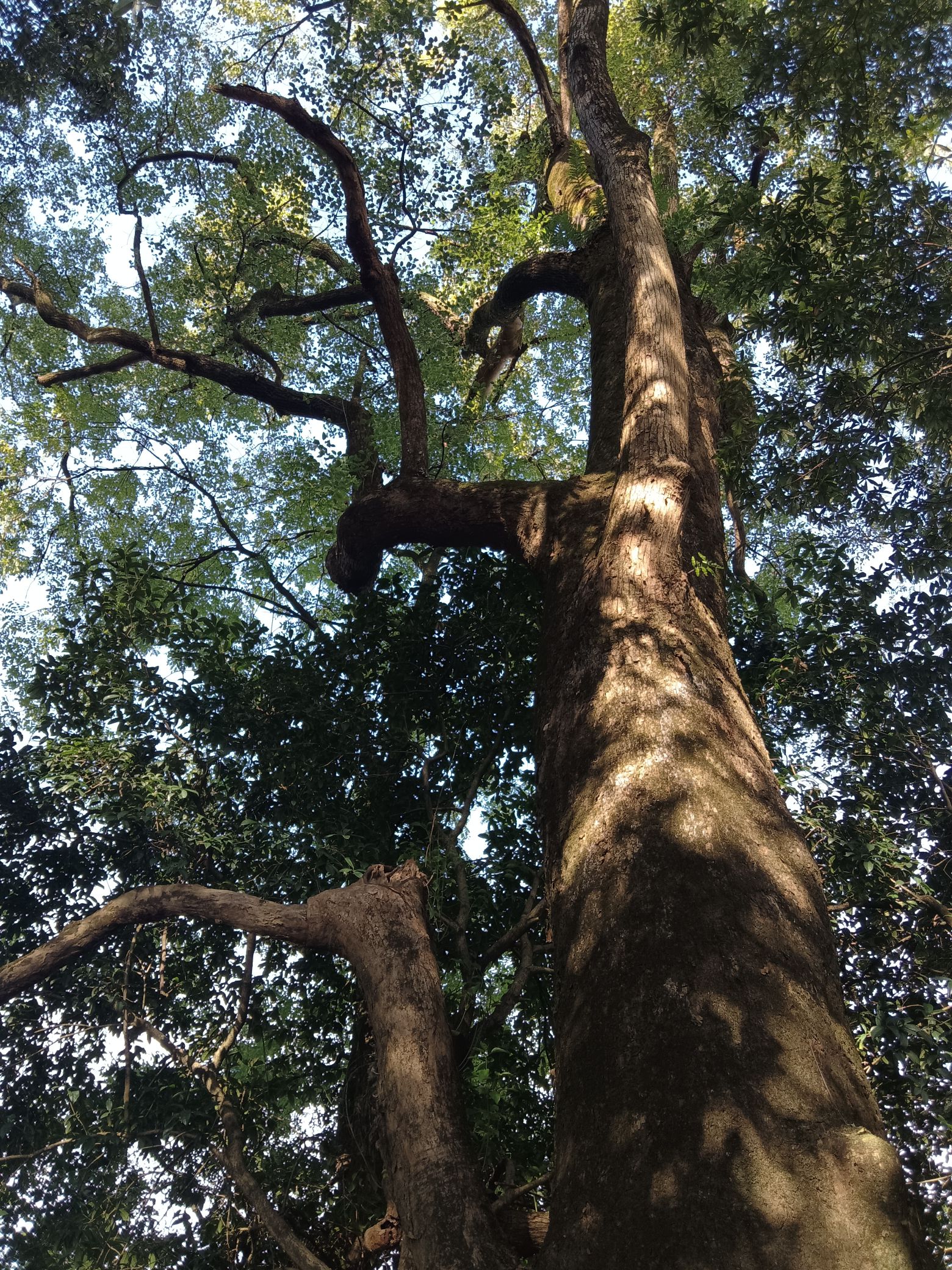富川白面寨金丝楠木林旅行图片 3