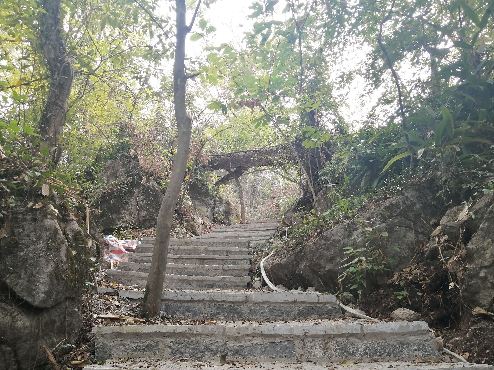 富川白面寨金丝楠木林旅行图片 2