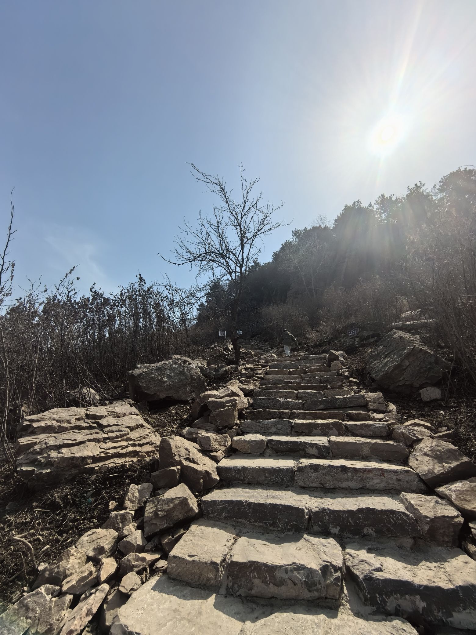 人参谷森林公园旅行图片 1