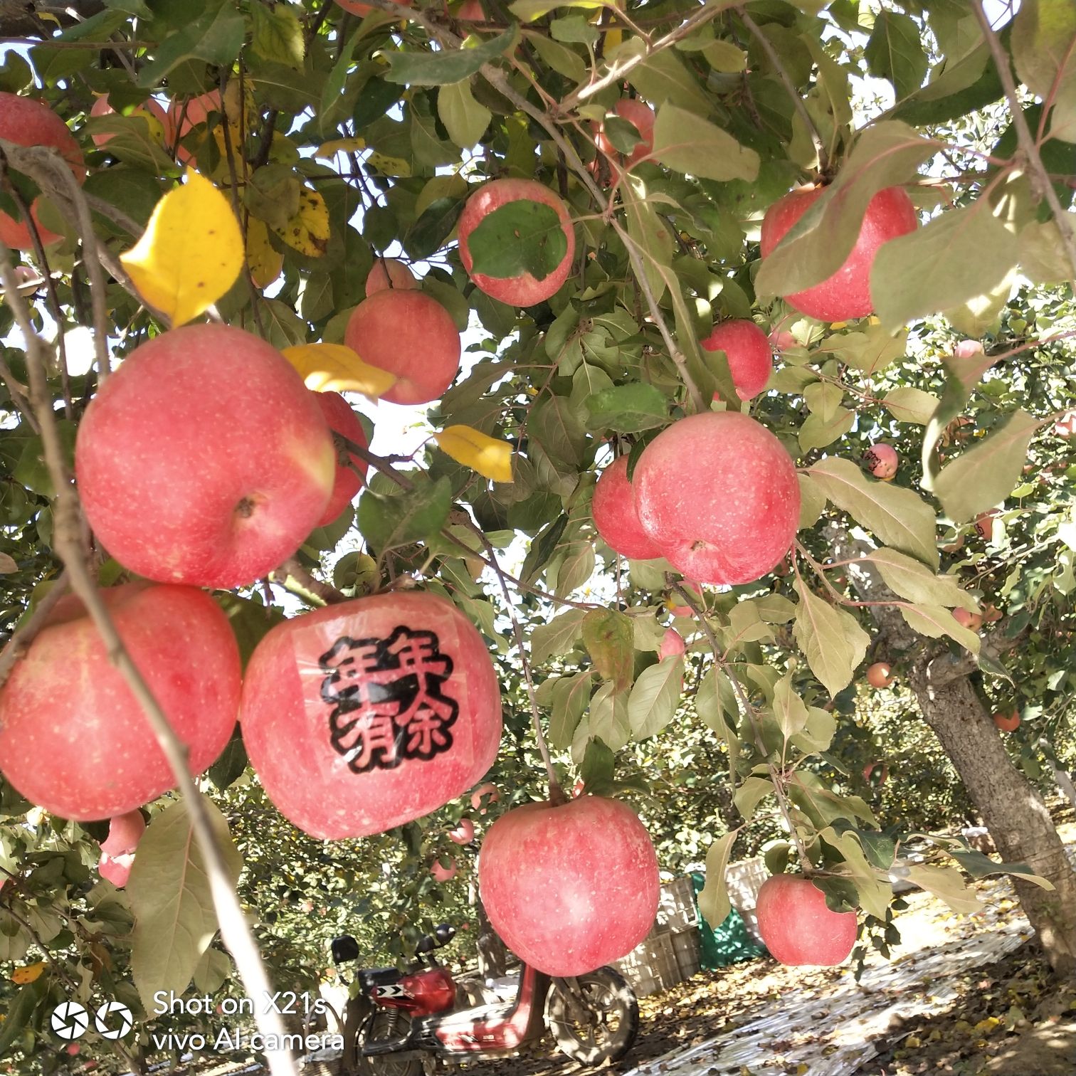 田家苹果采摘园