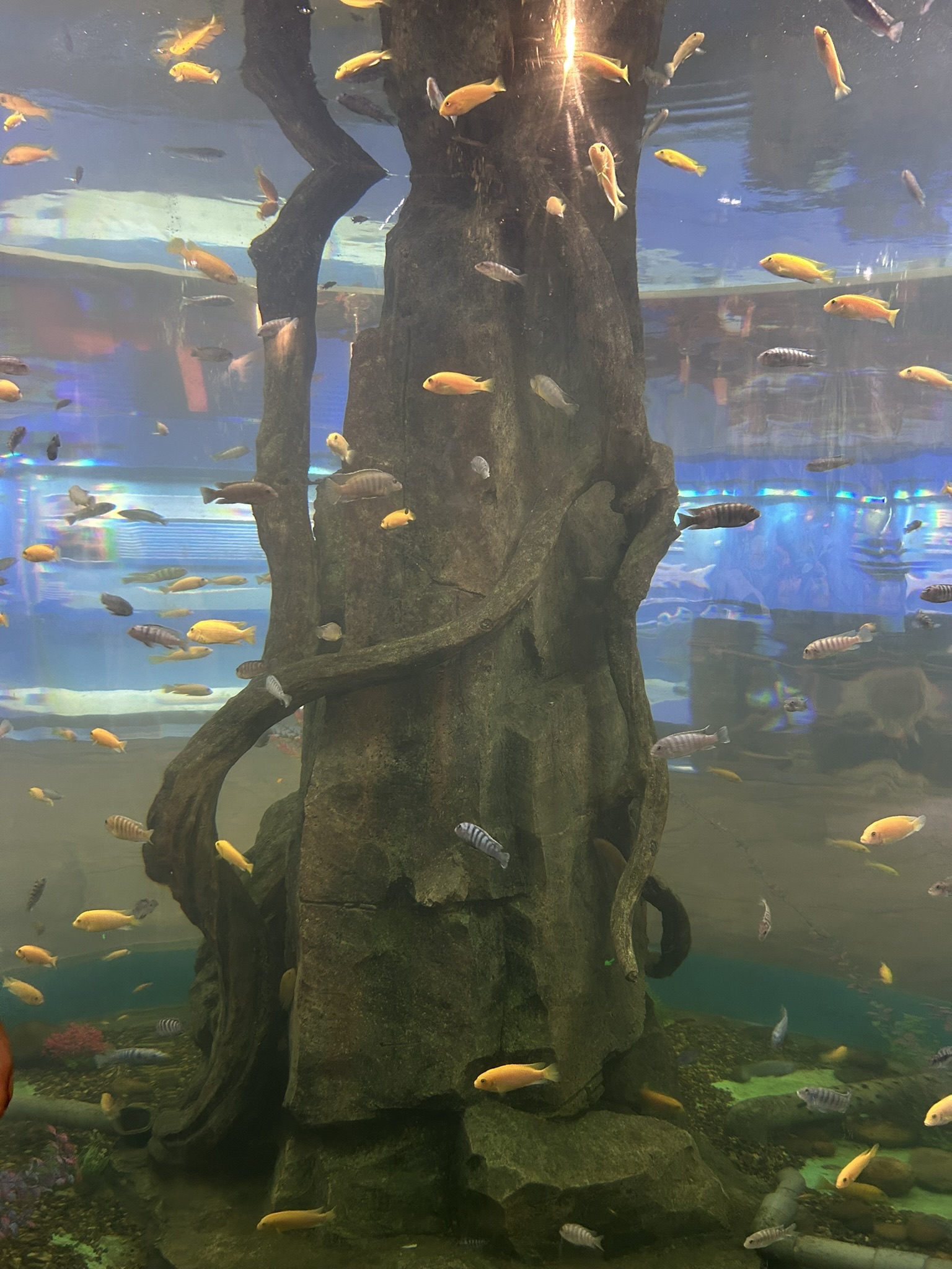 嘉隆海趣海洋世界旅行图片 1