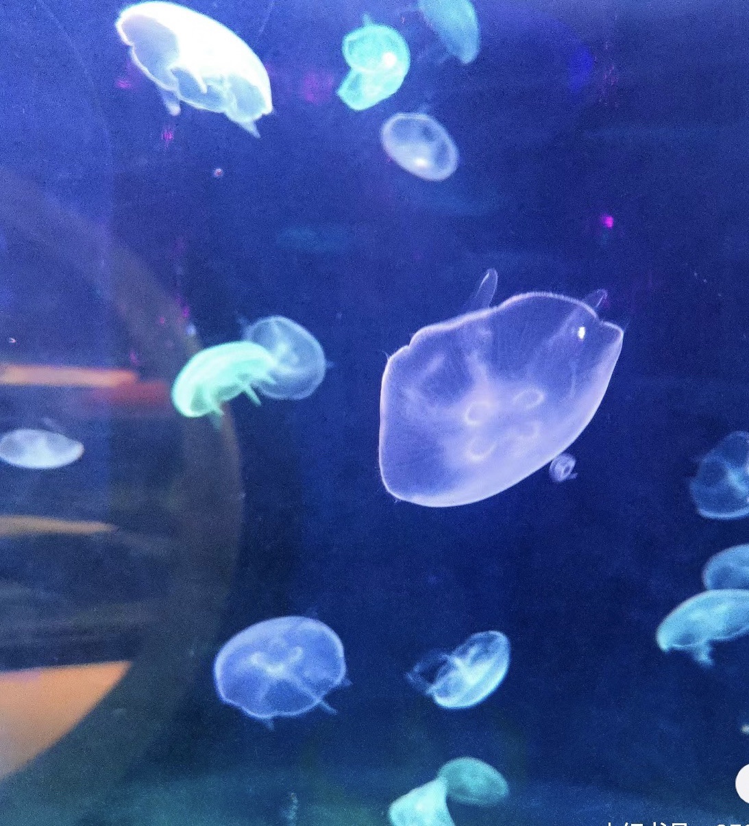 嘉隆海趣海洋世界旅行图片 2