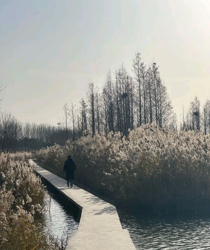 引黄调蓄湖湿地公园旅行图片 1
