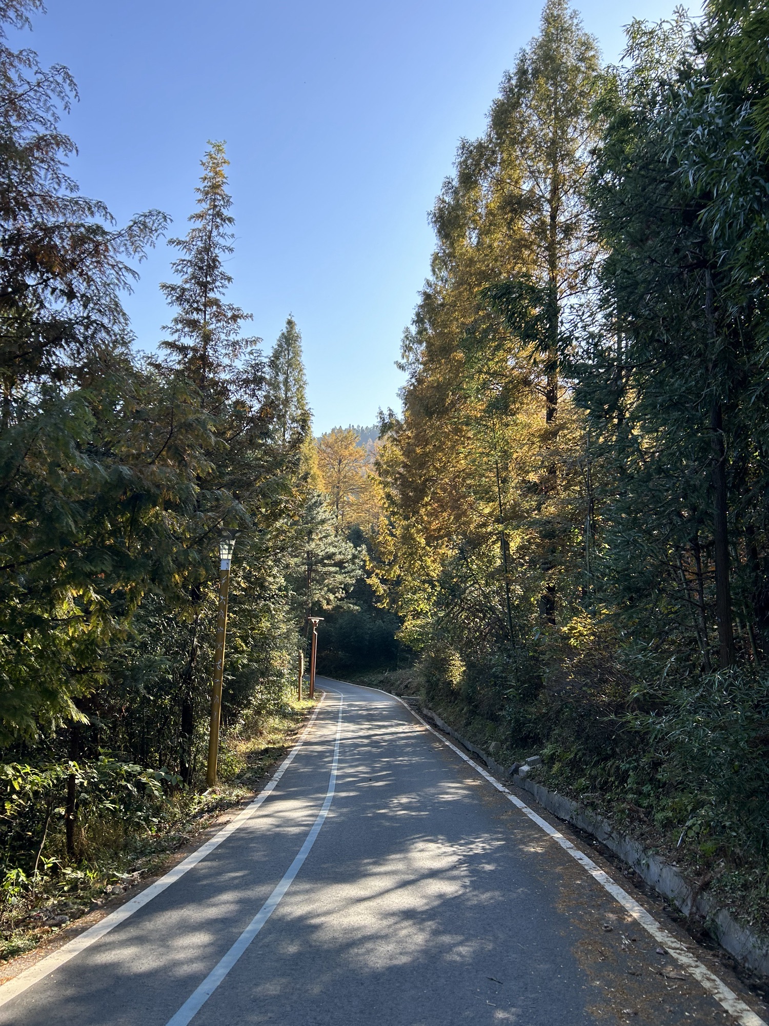 中国金钱松森林公园旅行图片 3