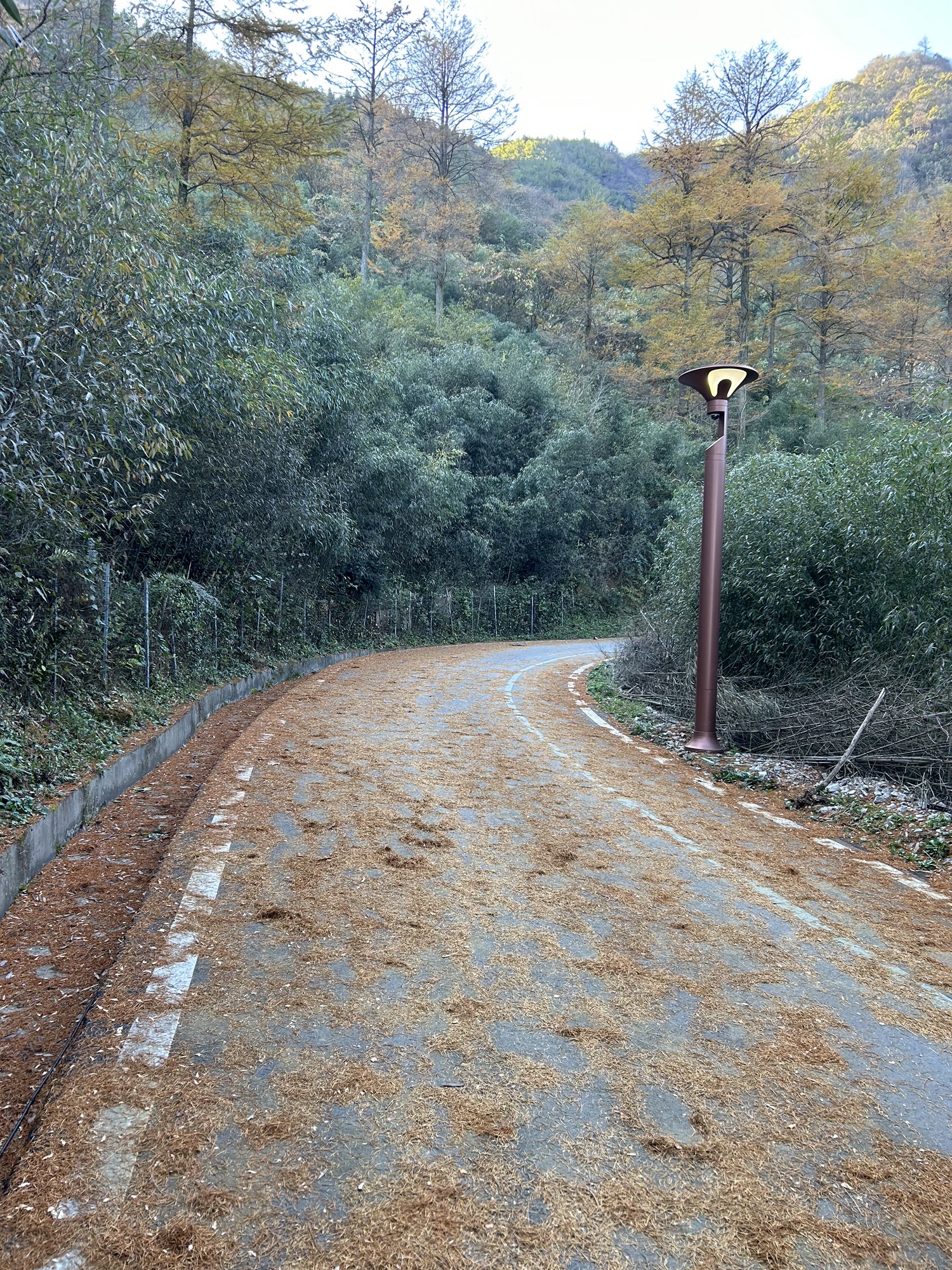 中国金钱松森林公园旅行图片 2