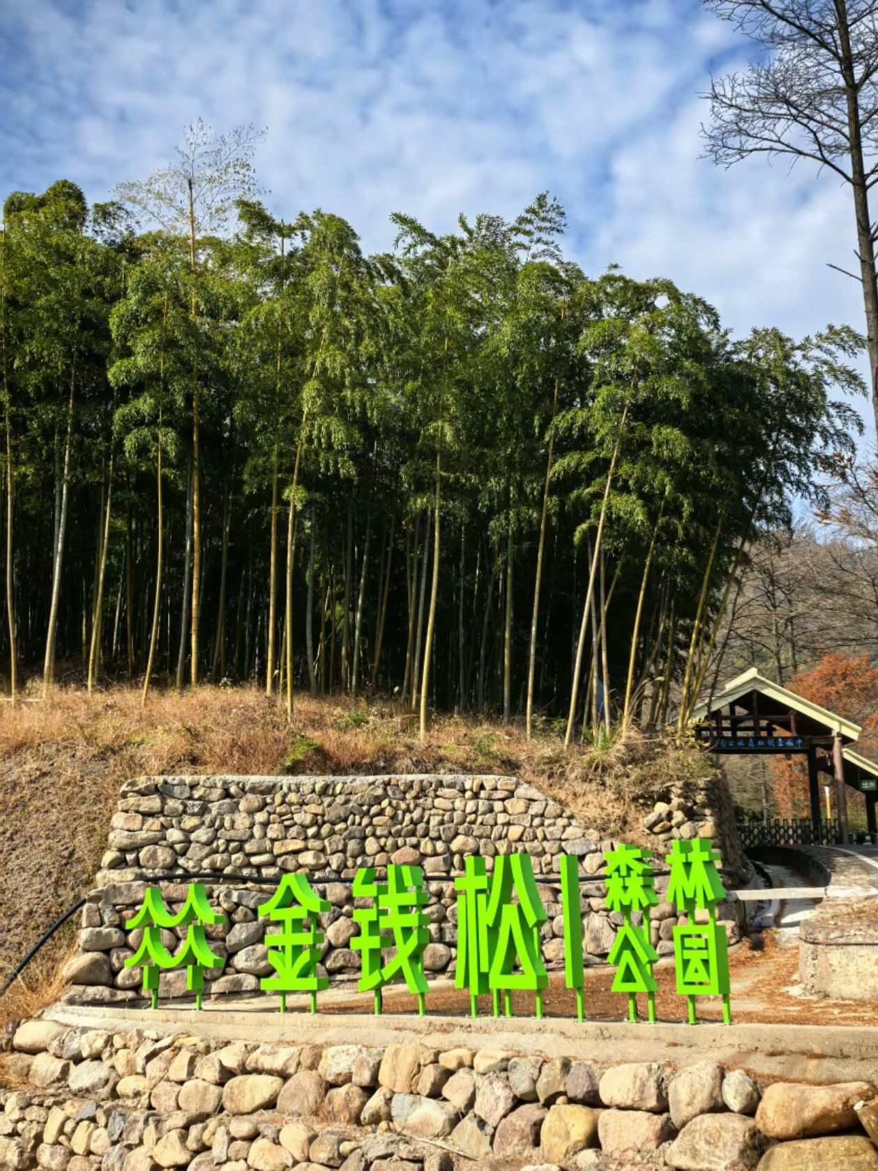 中国金钱松森林公园