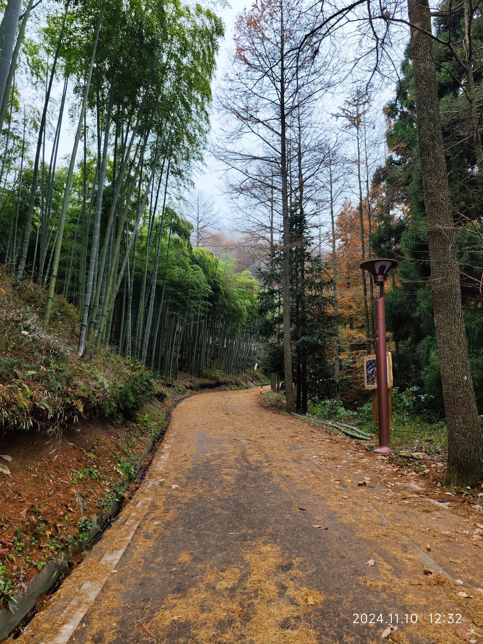 中国金钱松森林公园旅行图片 1