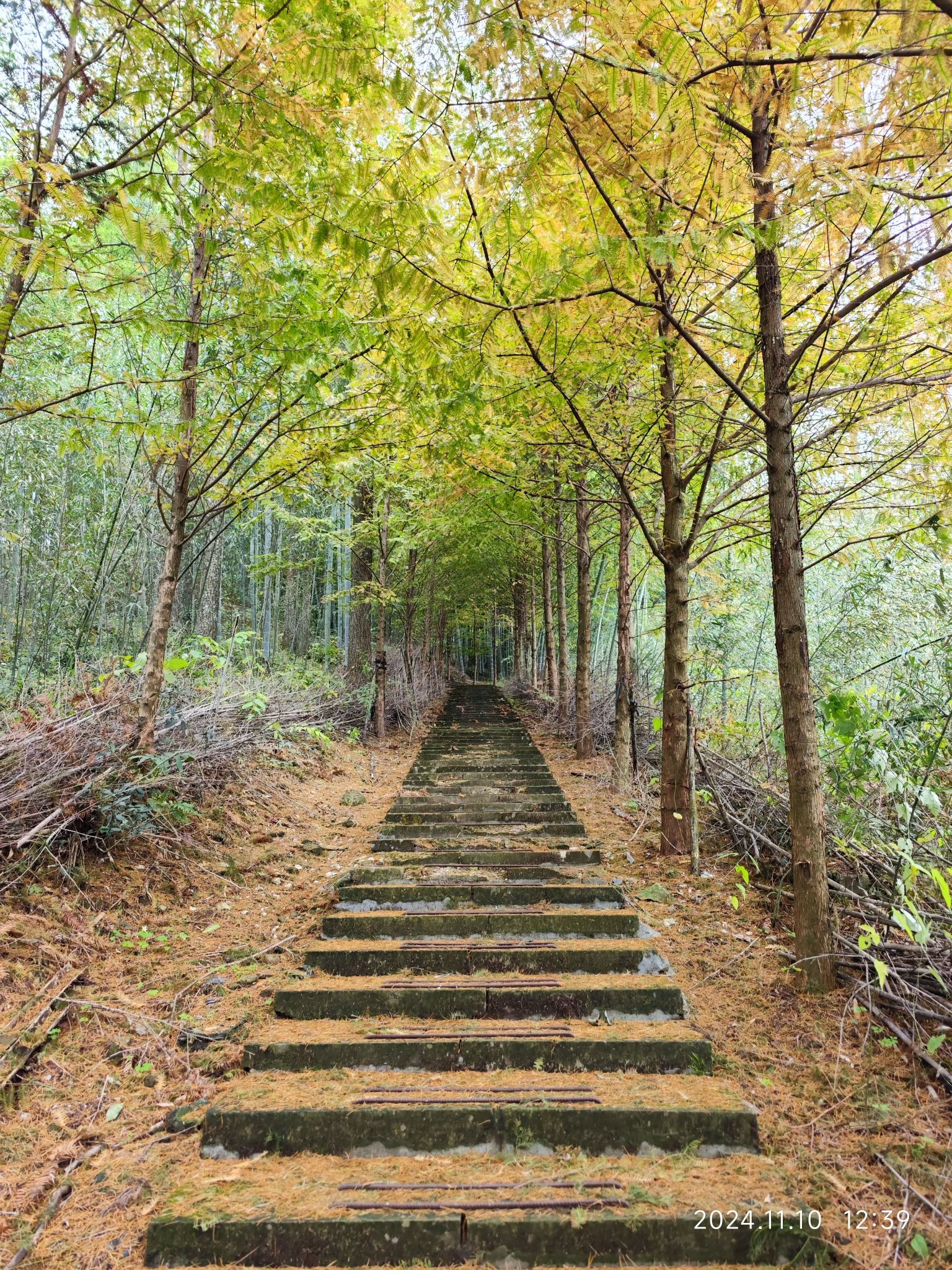 中国金钱松森林公园旅行图片 3