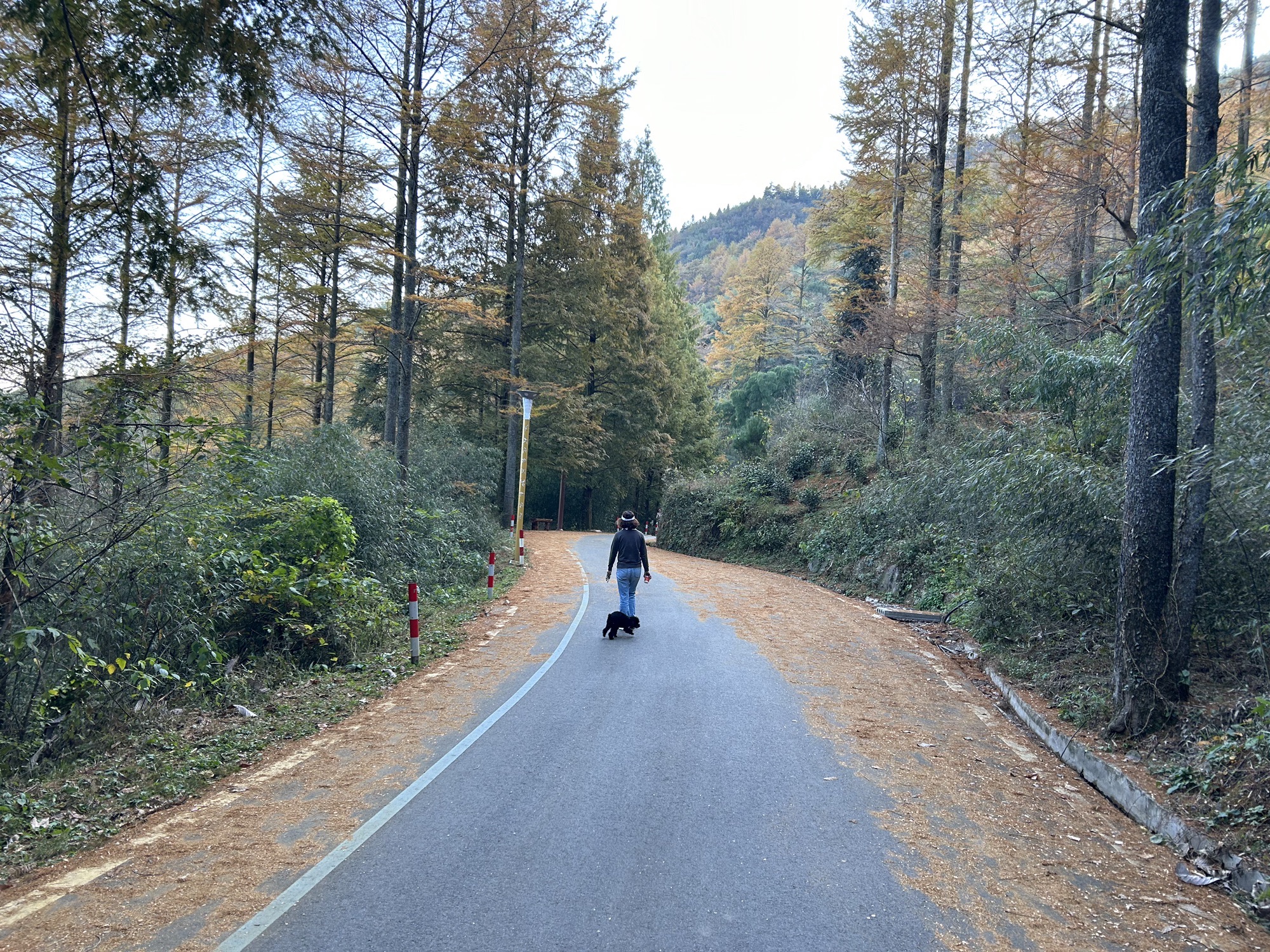 中国金钱松森林公园旅行图片 1