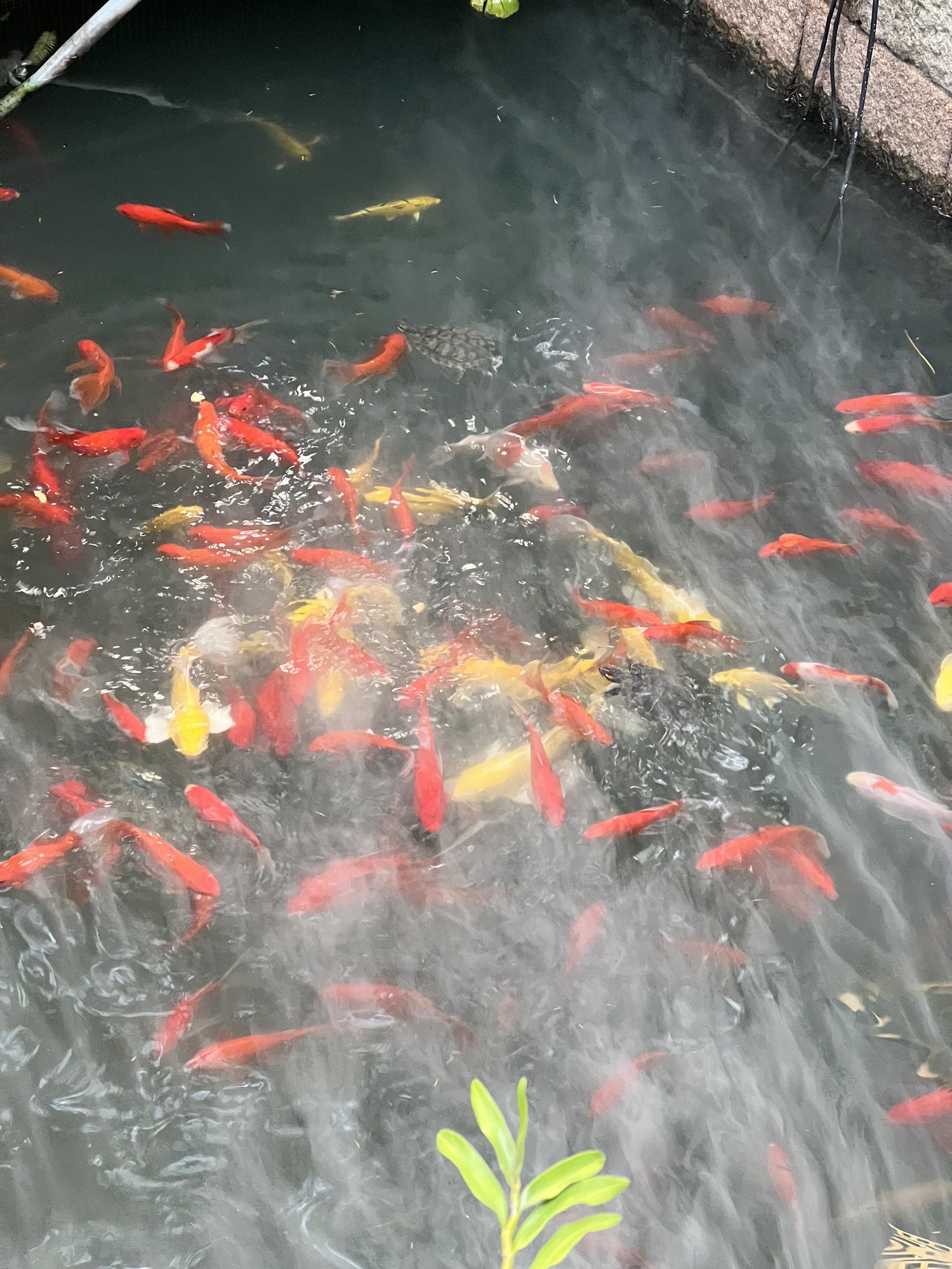 艇湖公园旅行图片 3