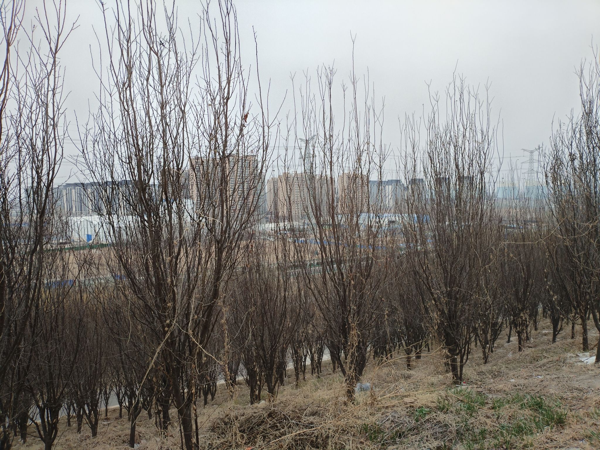龙山公园旅行图片 1